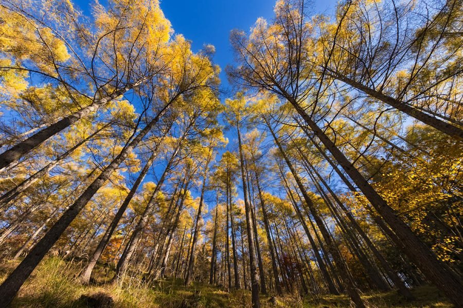 横谷観音の秋 | α7CII + SIGMA 20-200mm , X-E5 + XF8mm｜borichan
