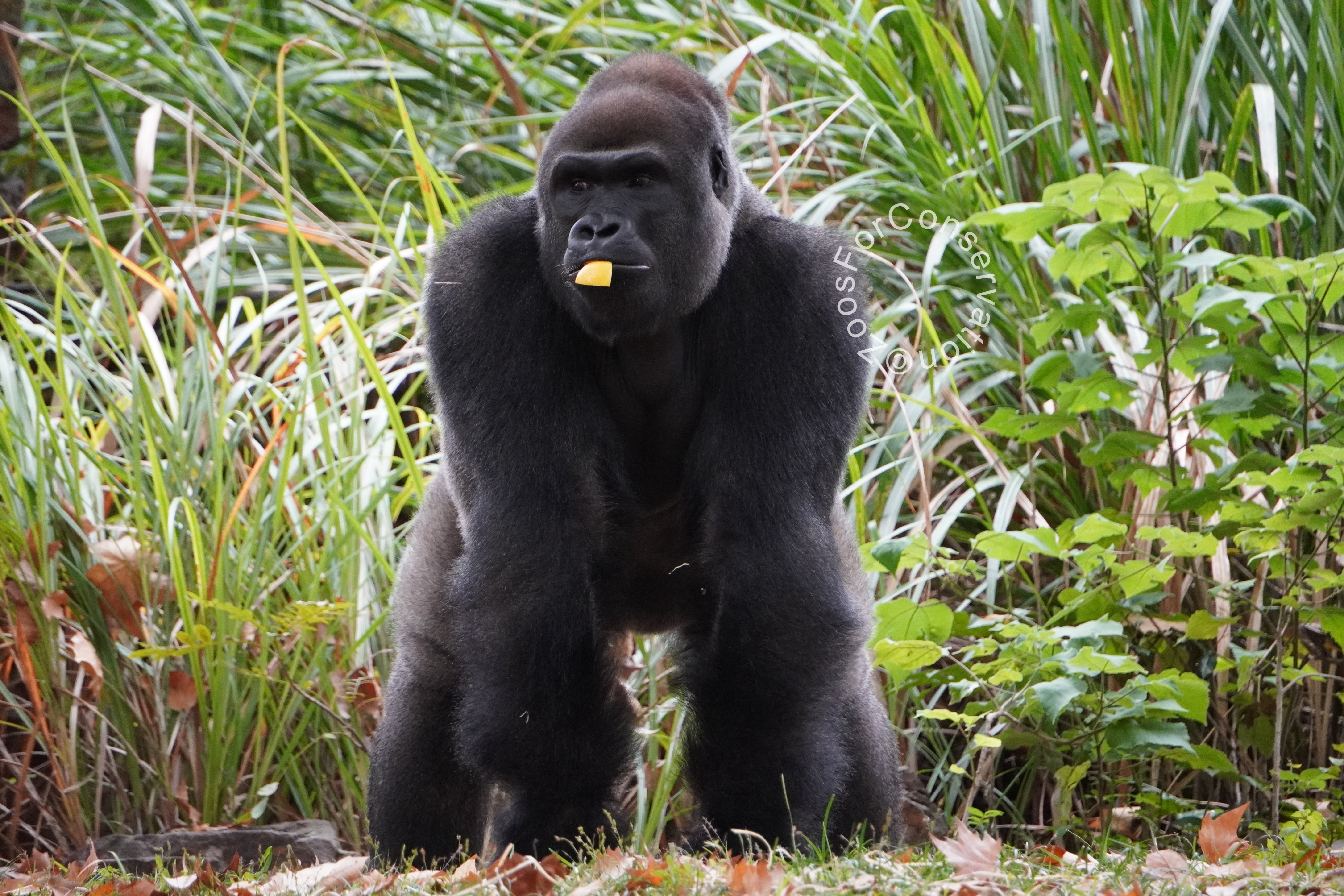 Shanghai Zoo 202511d2 Gorillas｜Zoos For Conservation