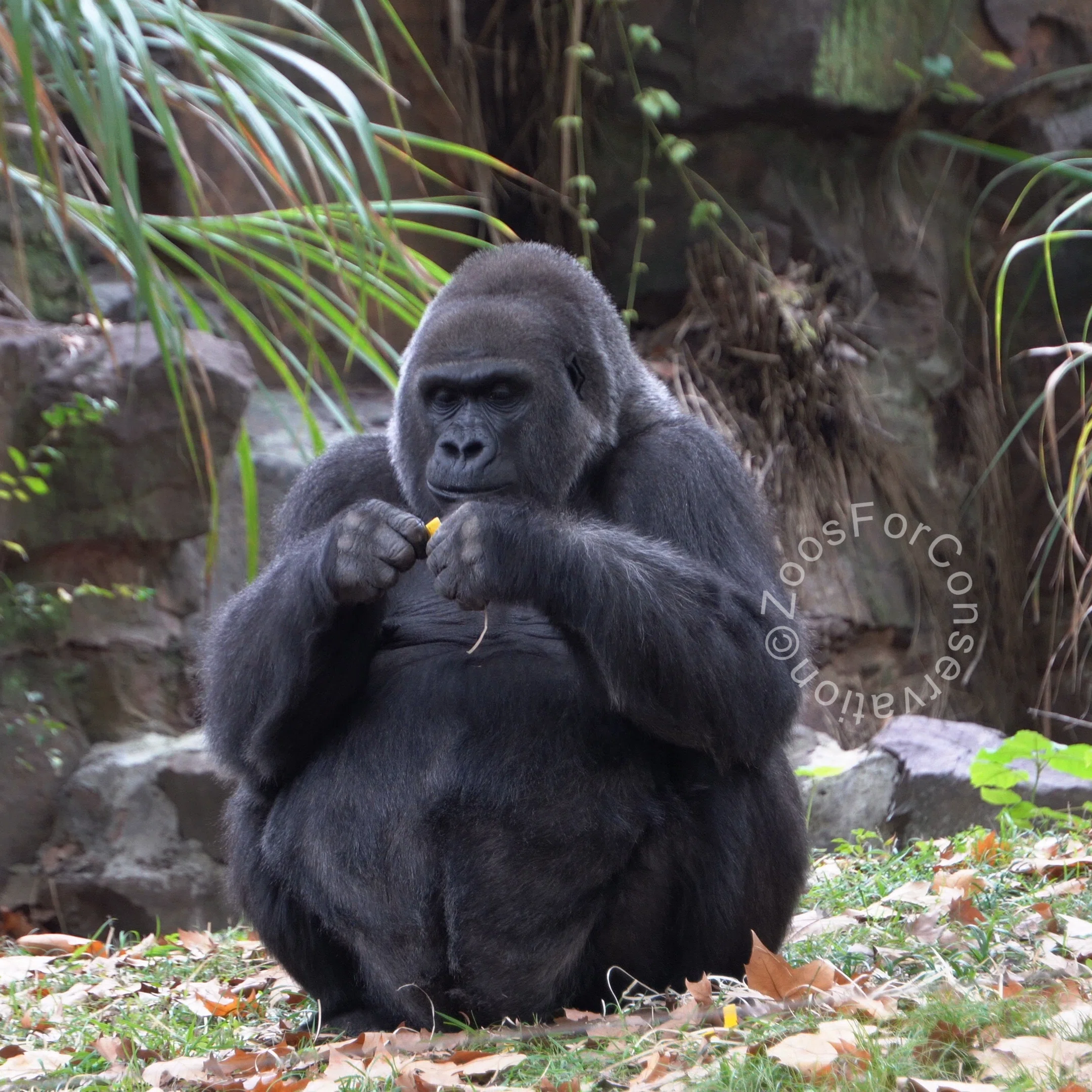 2日目ゴリラ4頭全員見ることが叶う｜Shanghai Zoo 202511d2 Gorillas