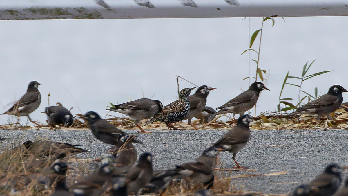 ムクドリの大きな群れ‥その中に|神戸の野鳥note@きたの みつよし
