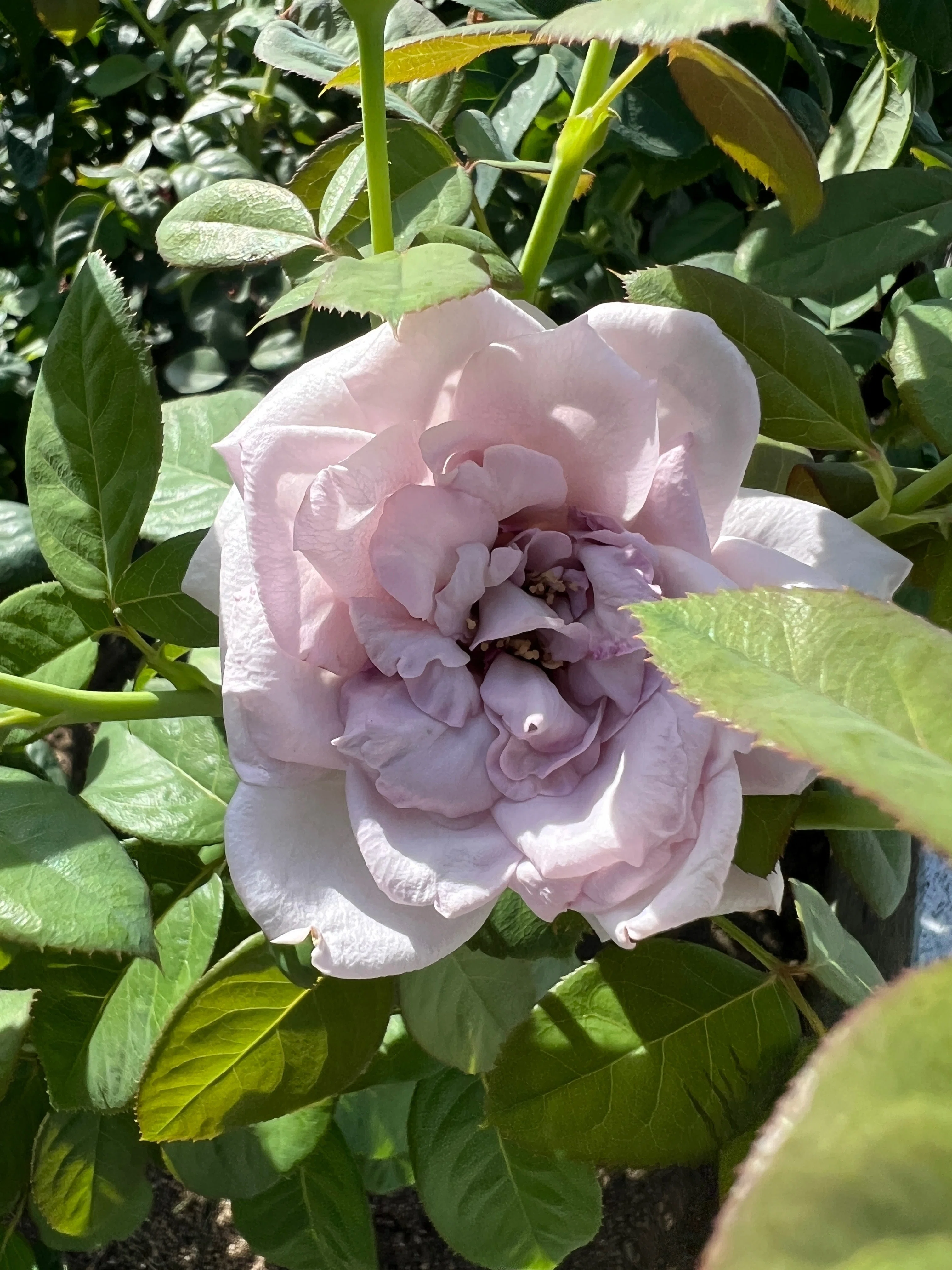🇯🇵Shinoburedo🌹Nakanoshima Rose Garden｜ぱぽにゃん🌹薔薇を愛する