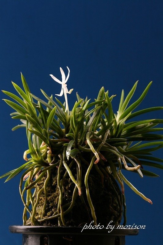 富貴蘭「阿波針紅」の花(過去の画像倉庫から)｜KJ Morison