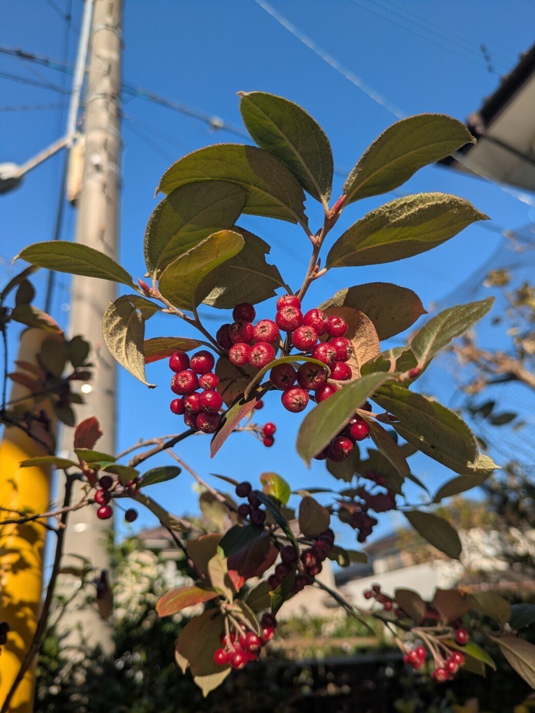カマツカ｜自然探索日記