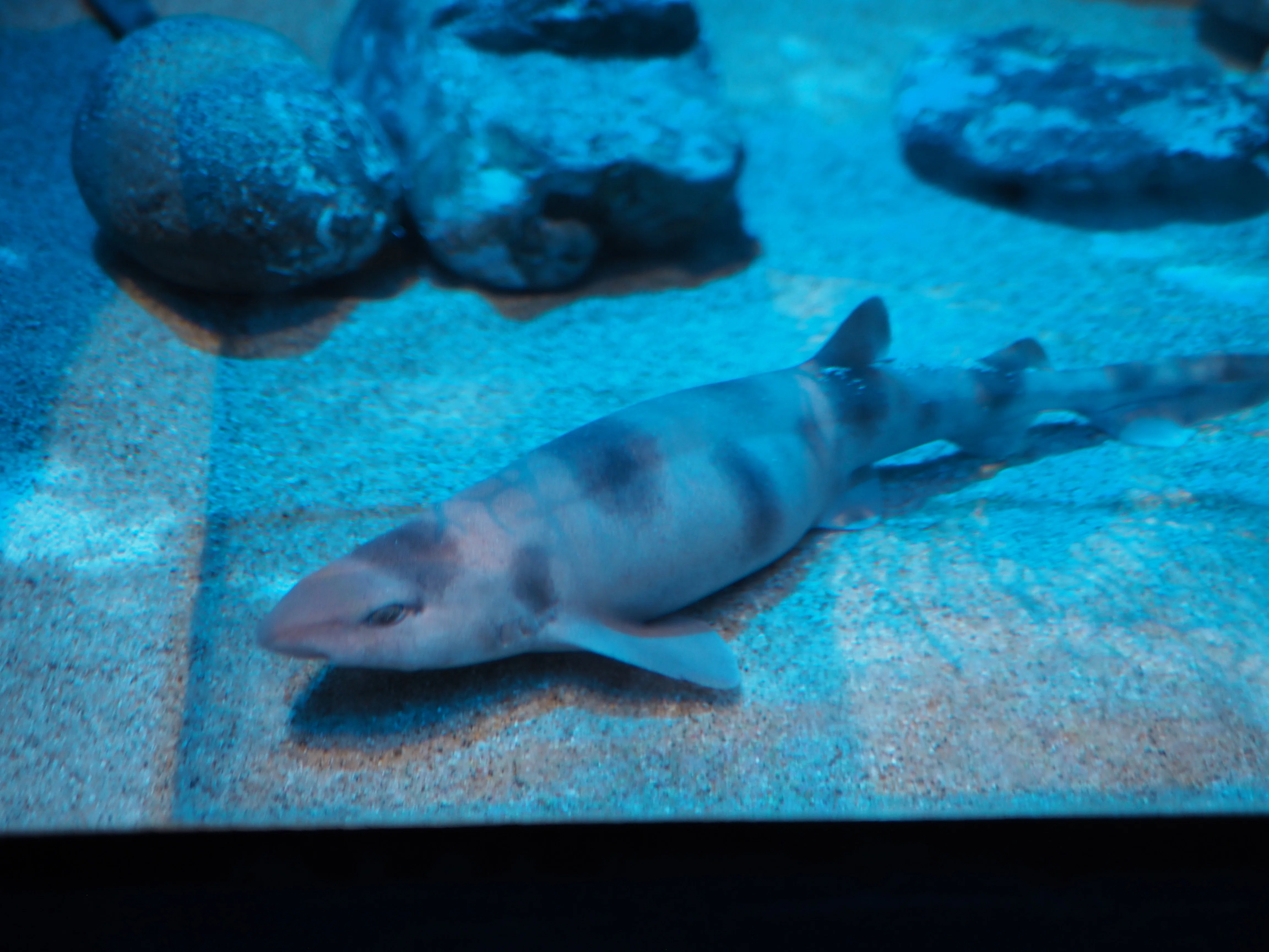 独り水族館】サメがいっぱいアクアワールド｜末吉。
