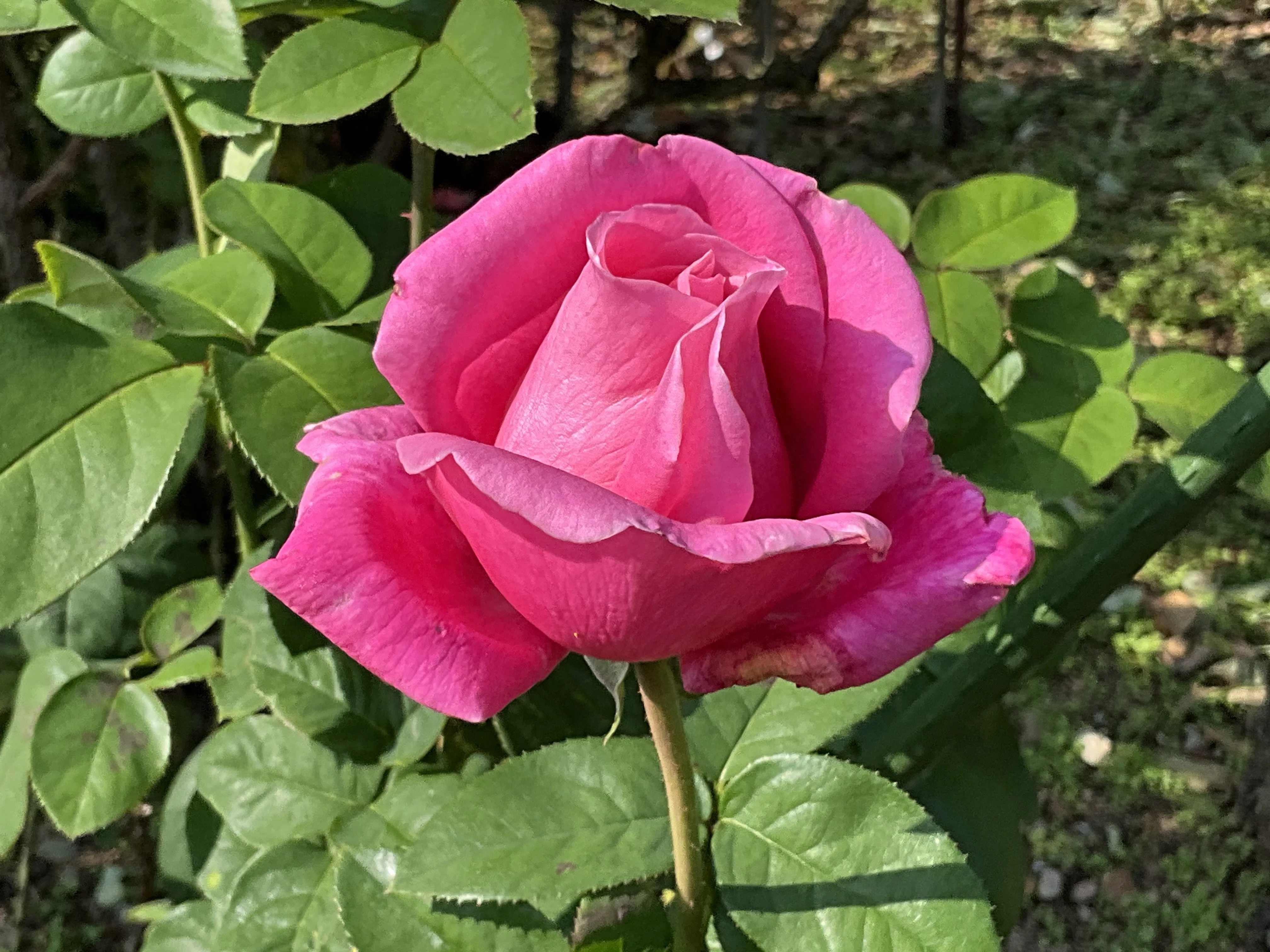 ヒストリカル♡レア品種 イングリッシュ 11月14日のイングリッシュ・ヘリテージなど（京都府立植物園ばら園