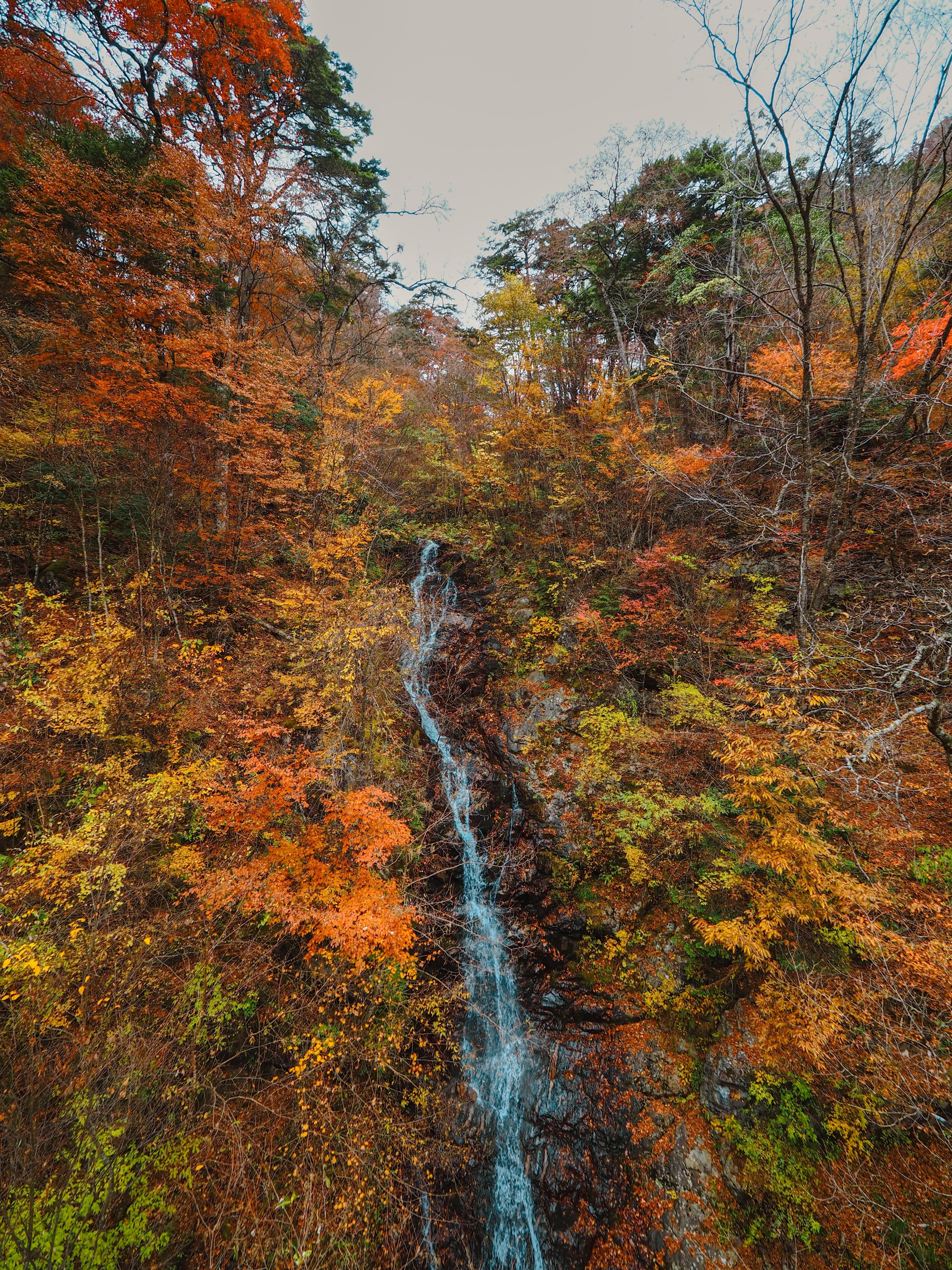 高尾歳時記 番外編：奥多摩三頭山 2025年11月13日｜悠星 Yusei