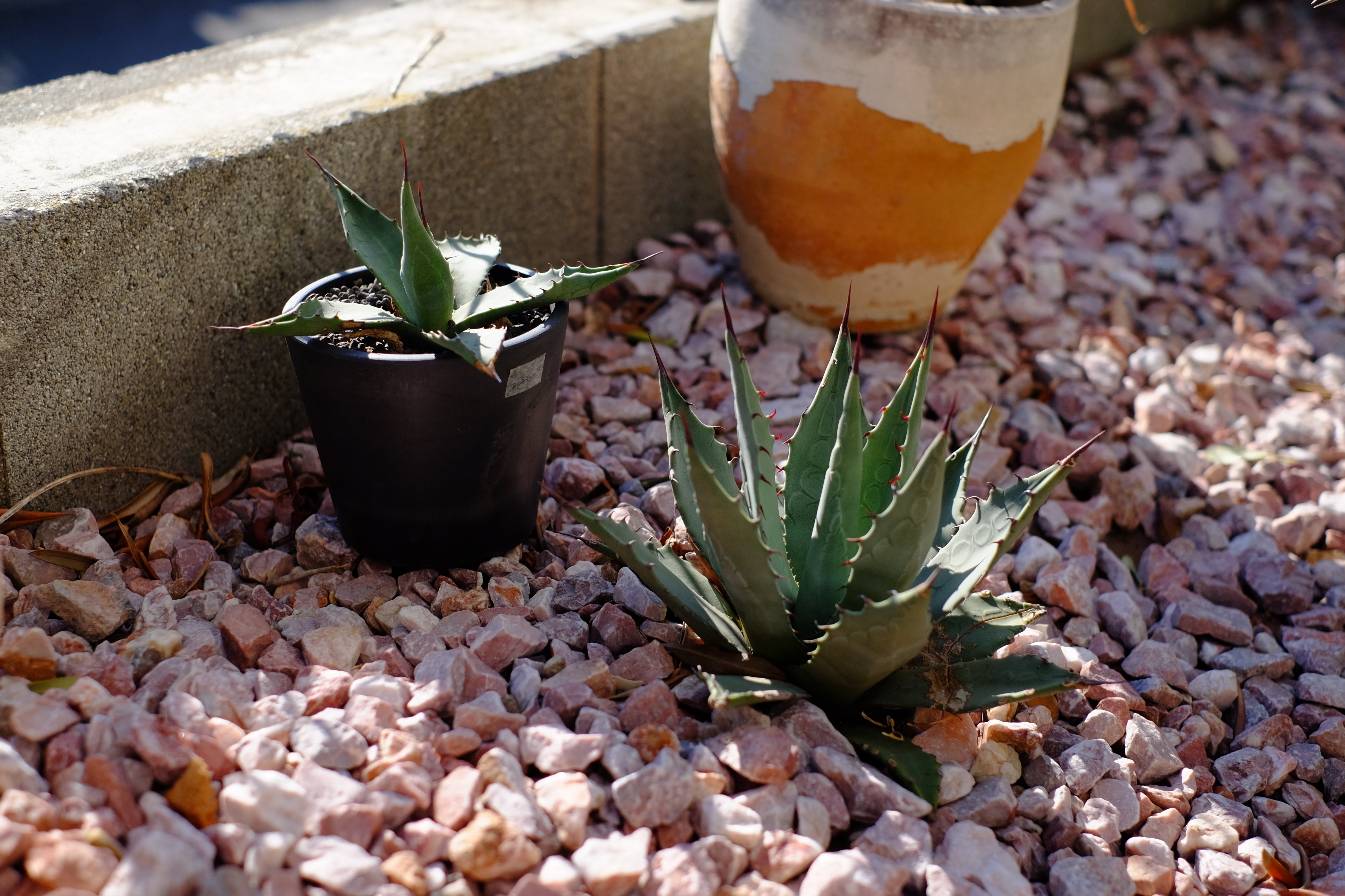 秋晴れのアガベたち （わが家のかわいいトゲトゲ8種を紹介するよ