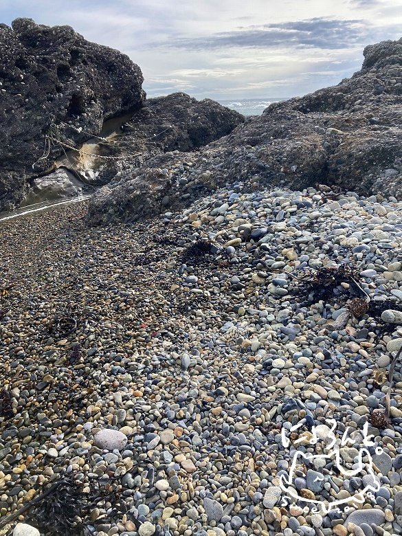 石英とチャートと…これは珪化木！？大洗海岸・磯前神社前で