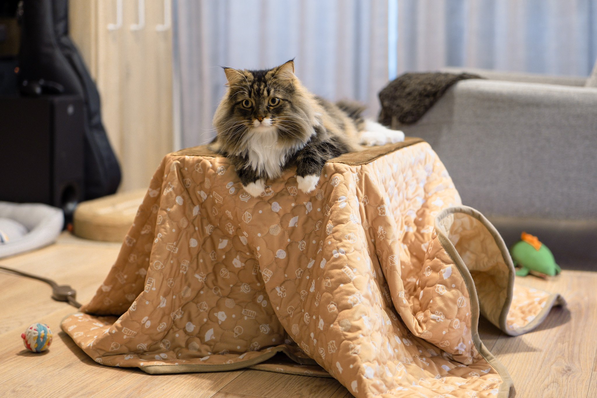 冬猫 猫の寒さ対策。サイベリアンでも冷える冬に猫用こたつを買ってみた