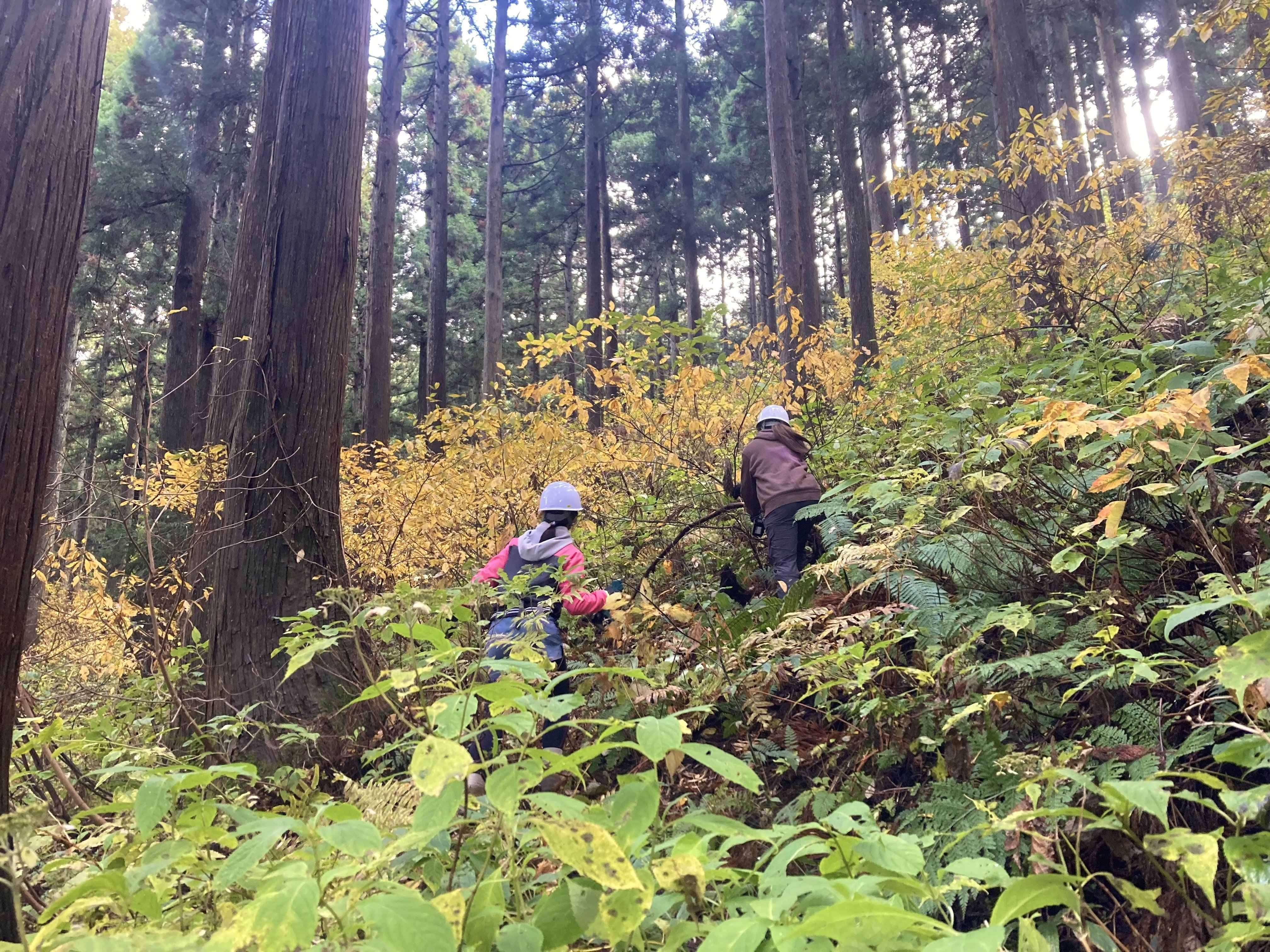 秋のクロモジ採取に行ってきました｜AROMA SELECT