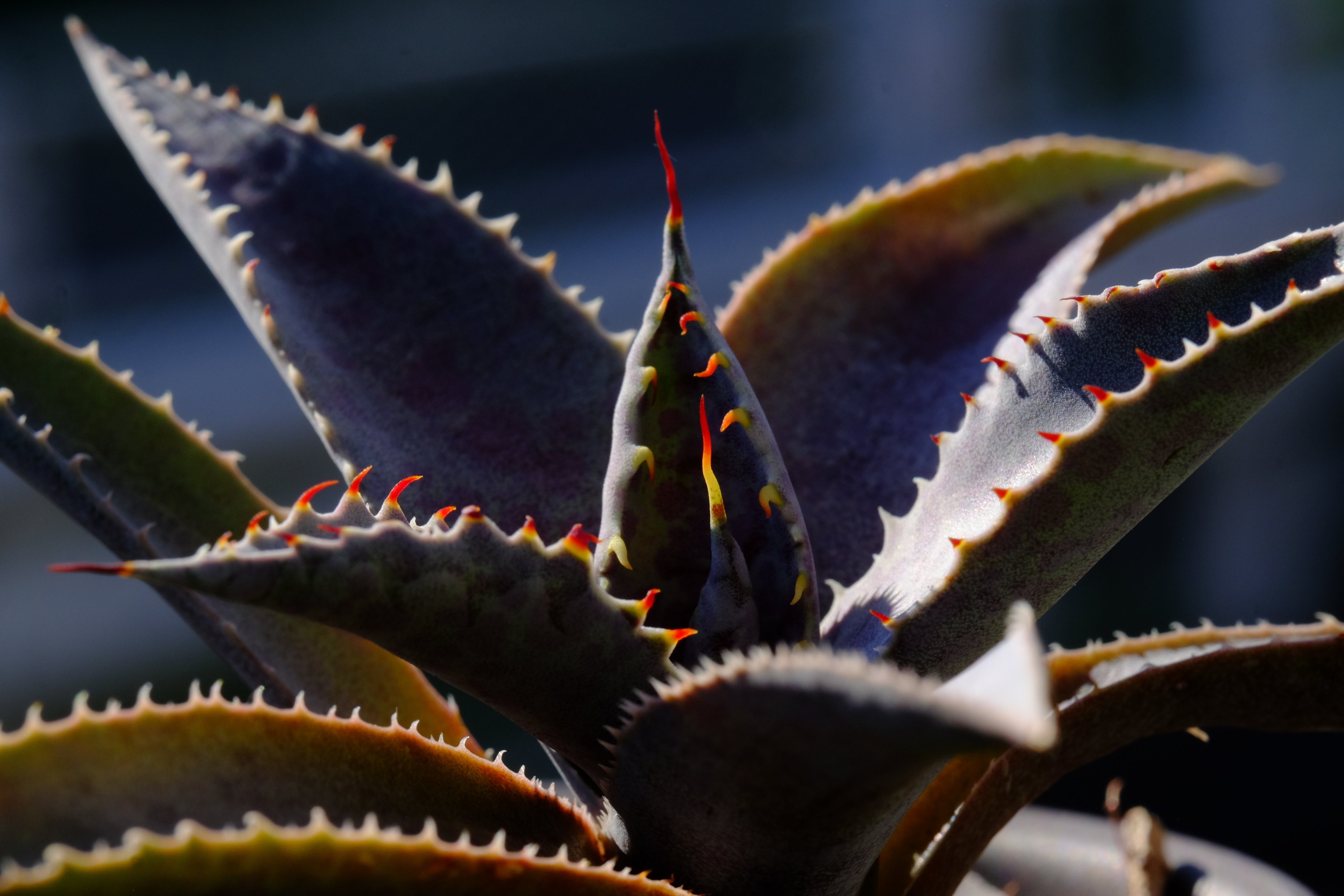 秋晴れのアガベたち （わが家のかわいいトゲトゲ8種を紹介するよ