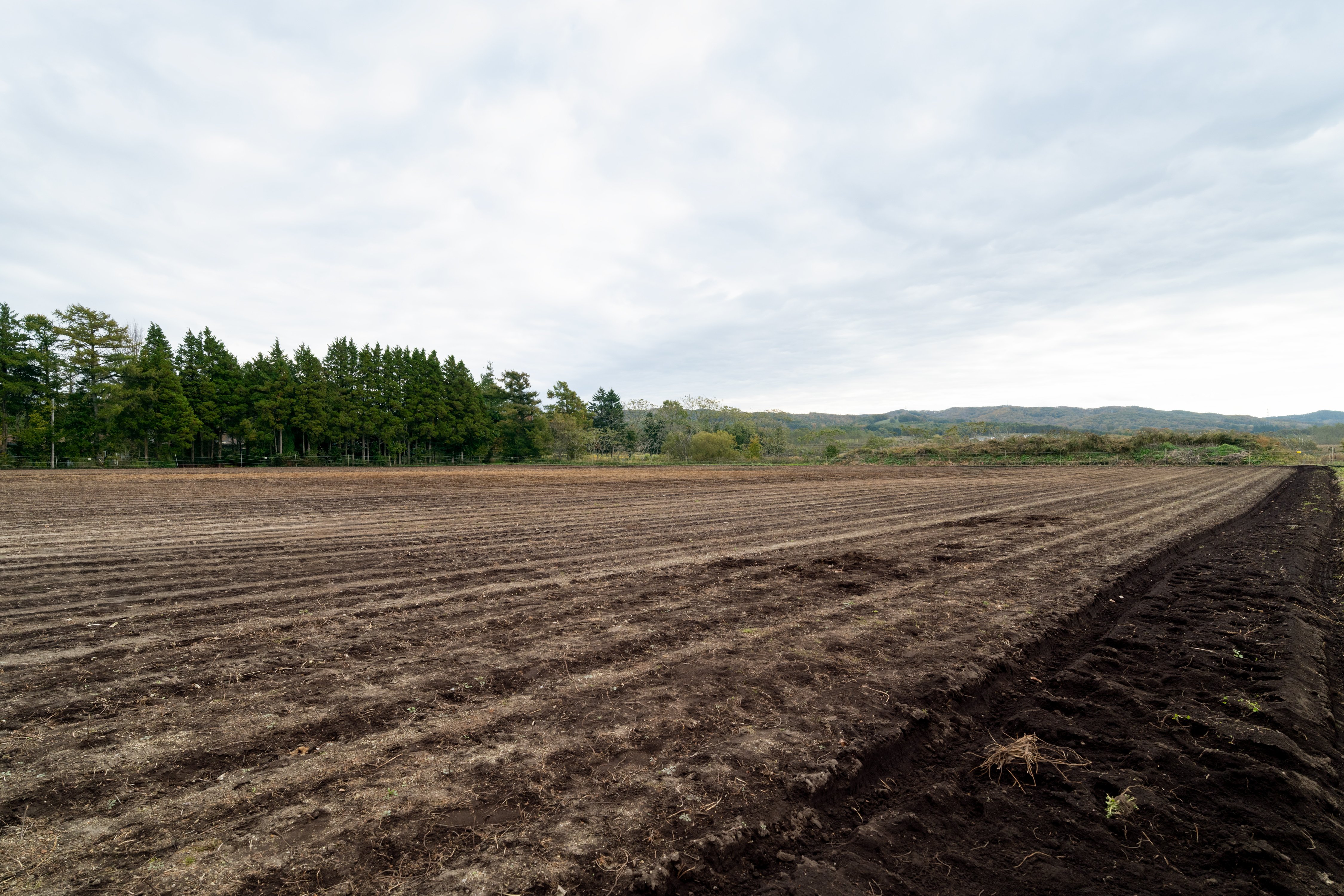 国産甘草を巡る旅vol.1 北海道から始まった、国産甘草の希望 ～王子