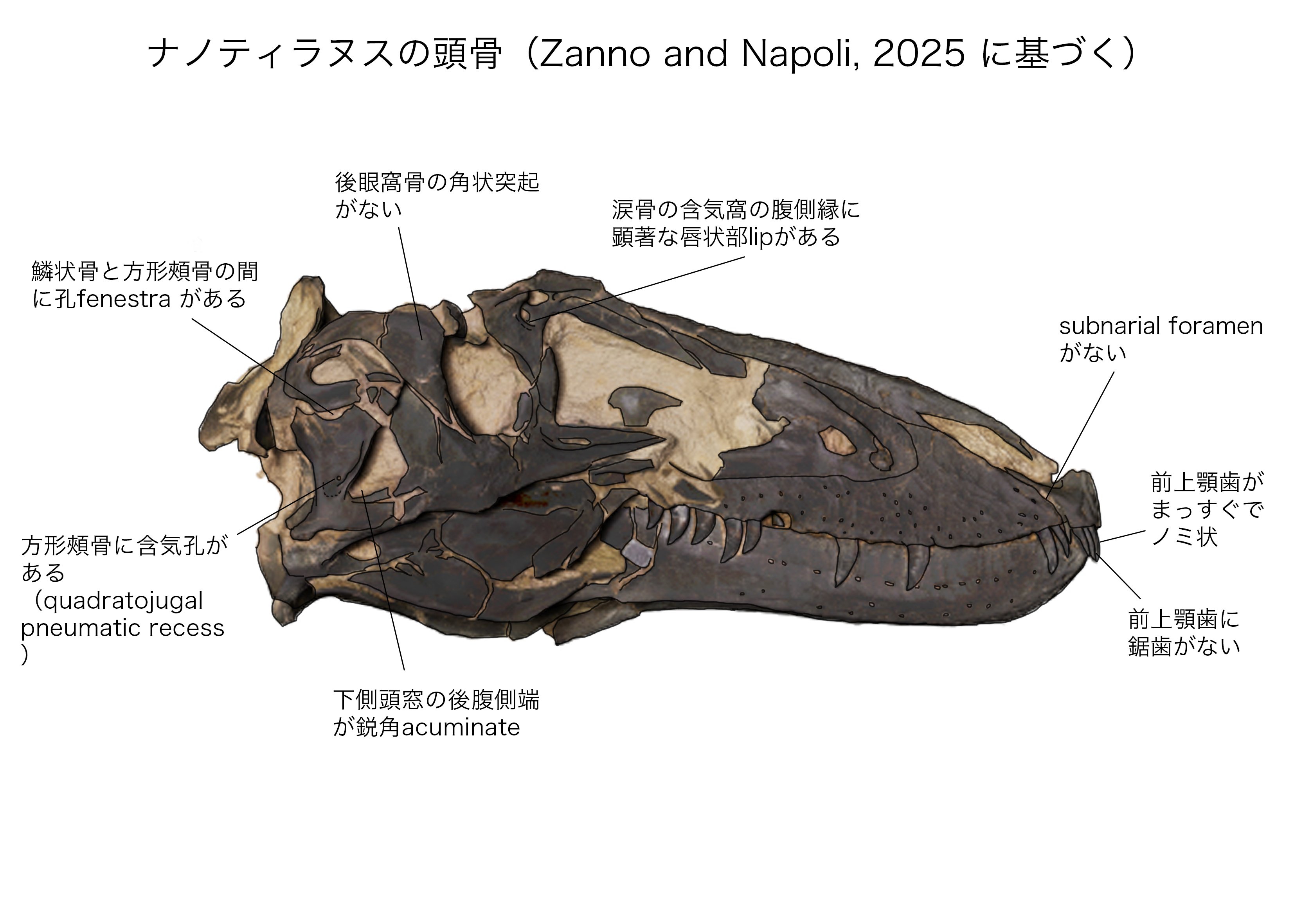 ナノティラヌスとティラノサウルスは共存していた｜theropodさん