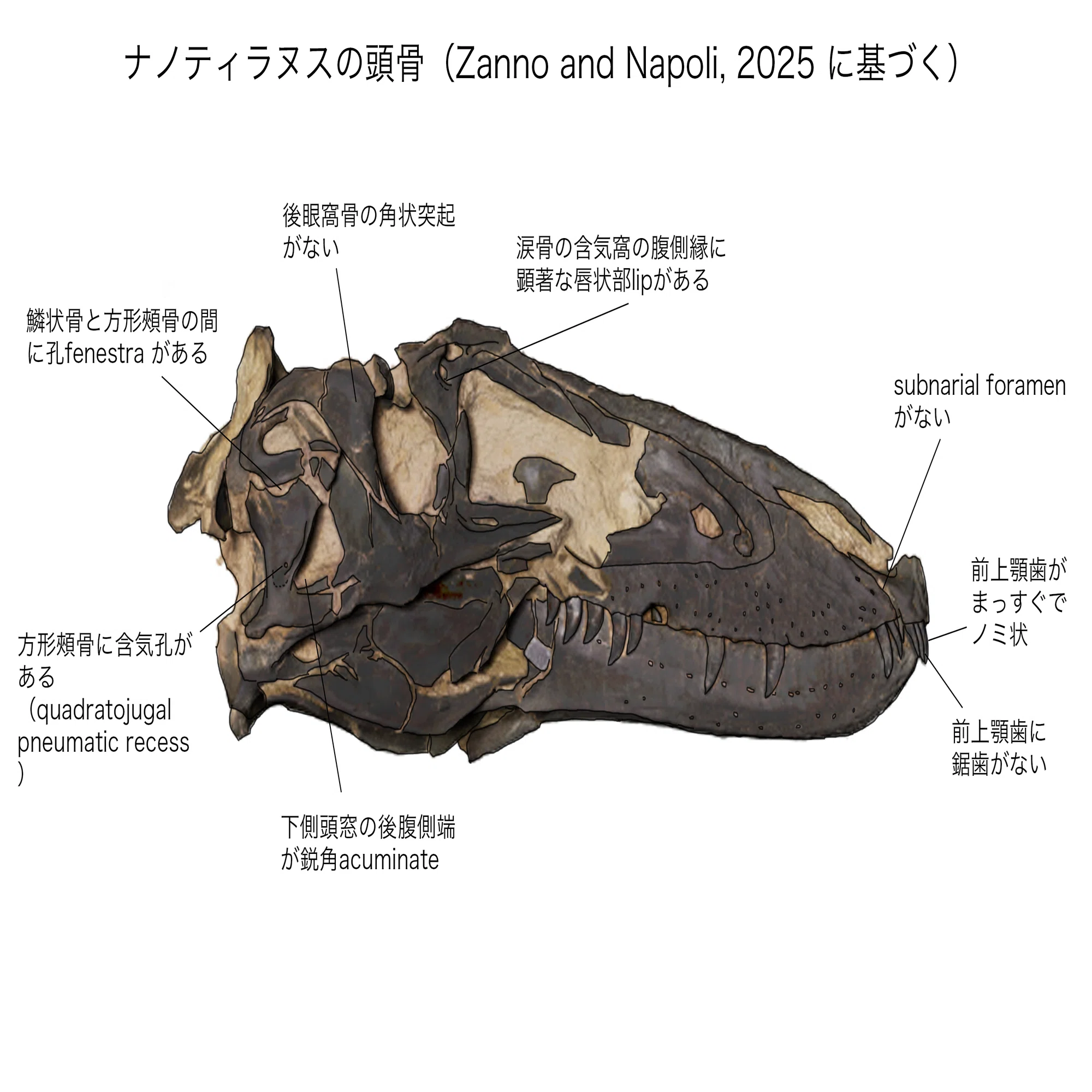 ナノティラヌスとティラノサウルスは共存していた｜theropodさん