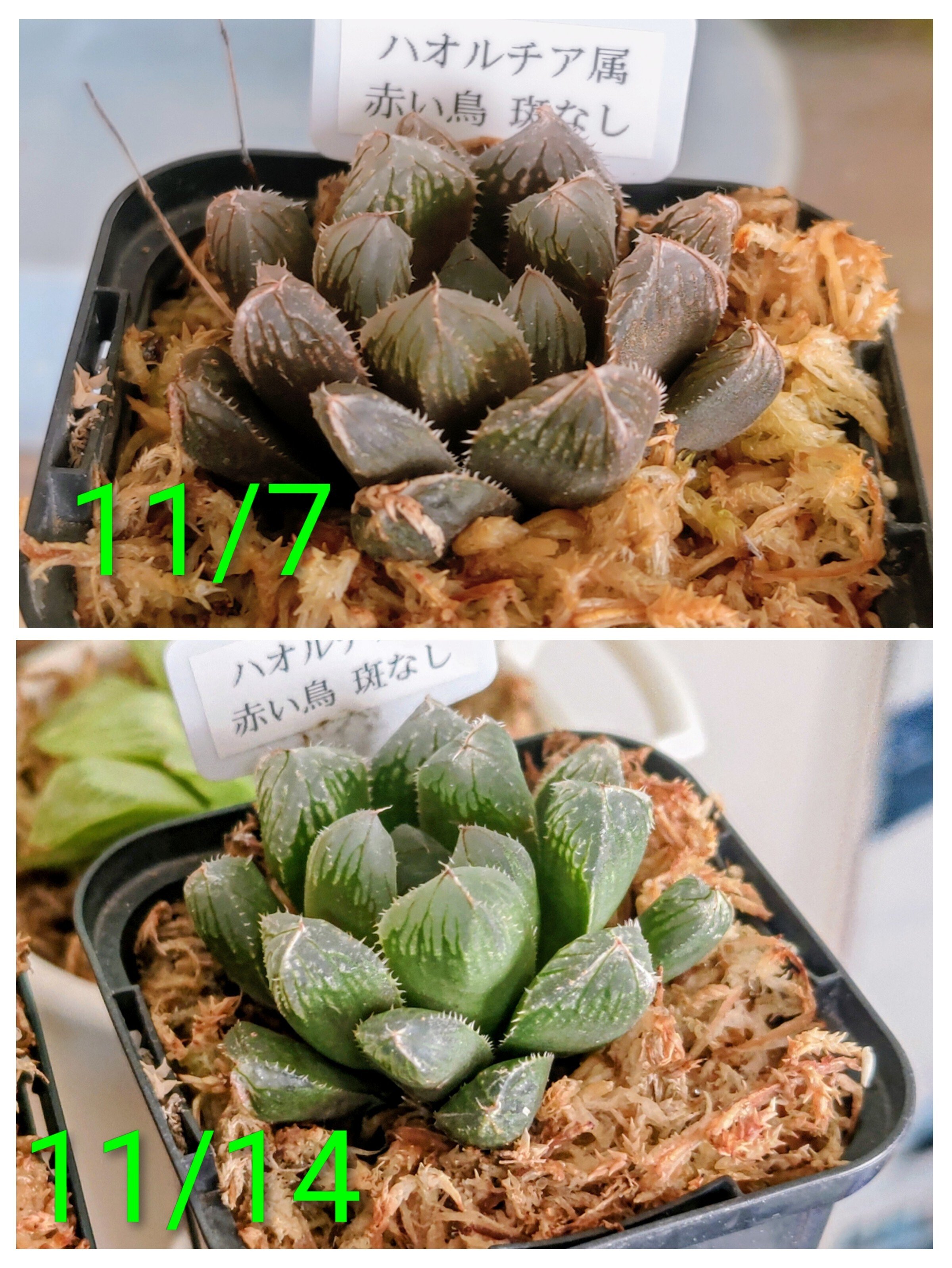 ハオルチア オブツーサの復活？｜アナログ女子