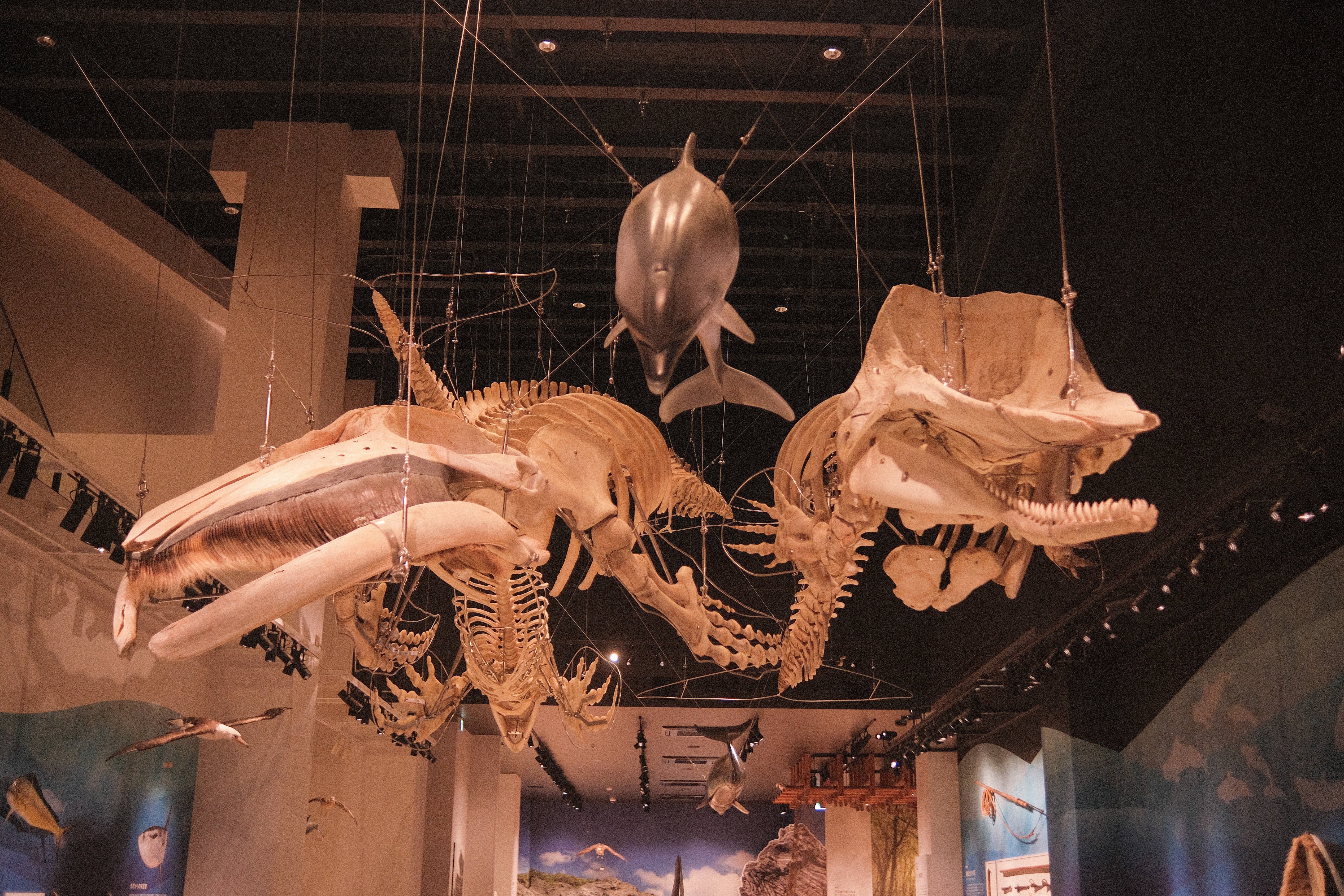 鯨の骨格標本が大迫力！名護博物館 ｜毎日note/珈琲とFUJIFILMと沖縄
