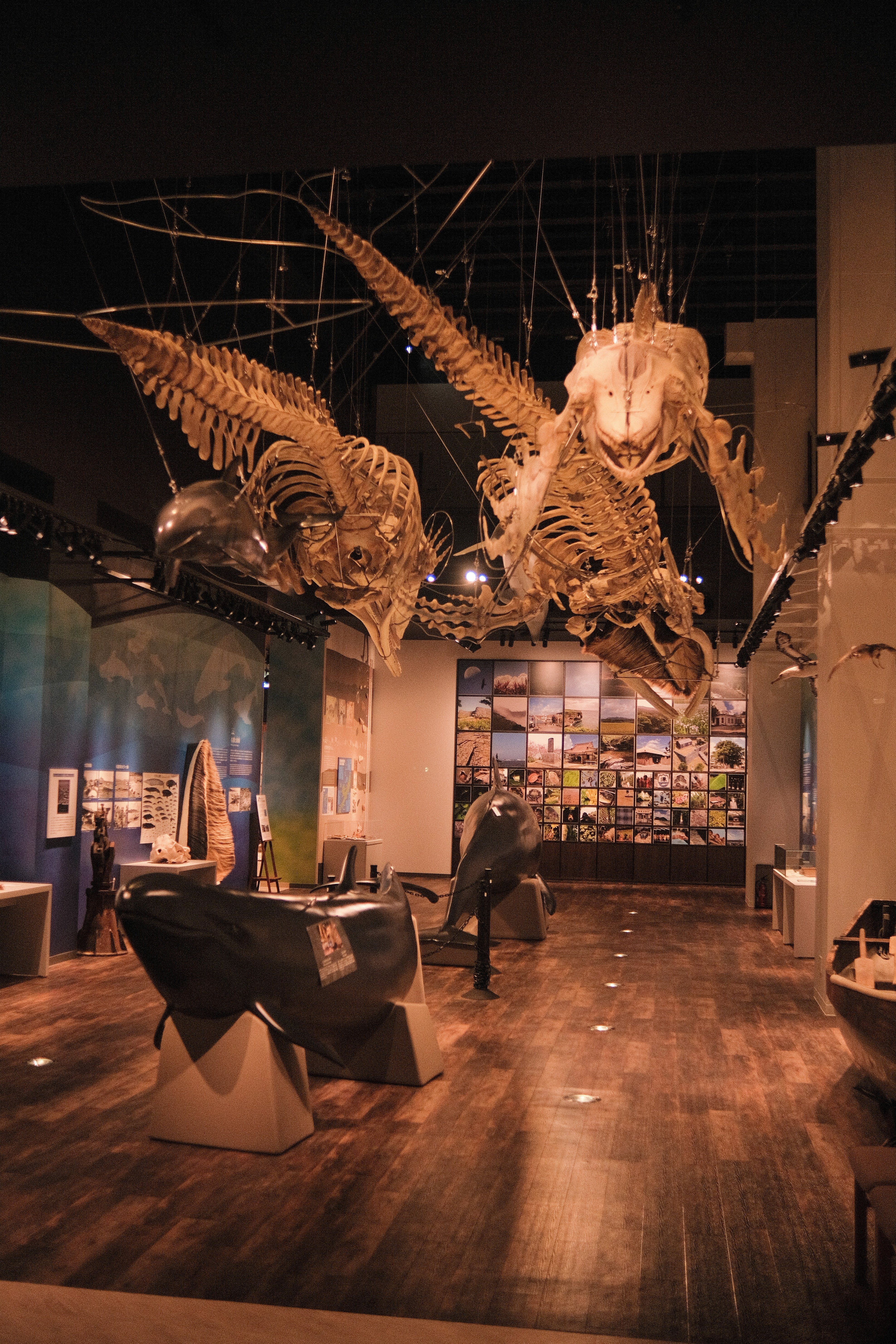 鯨の骨格標本が大迫力！名護博物館 ｜毎日note/珈琲とFUJIFILMと沖縄