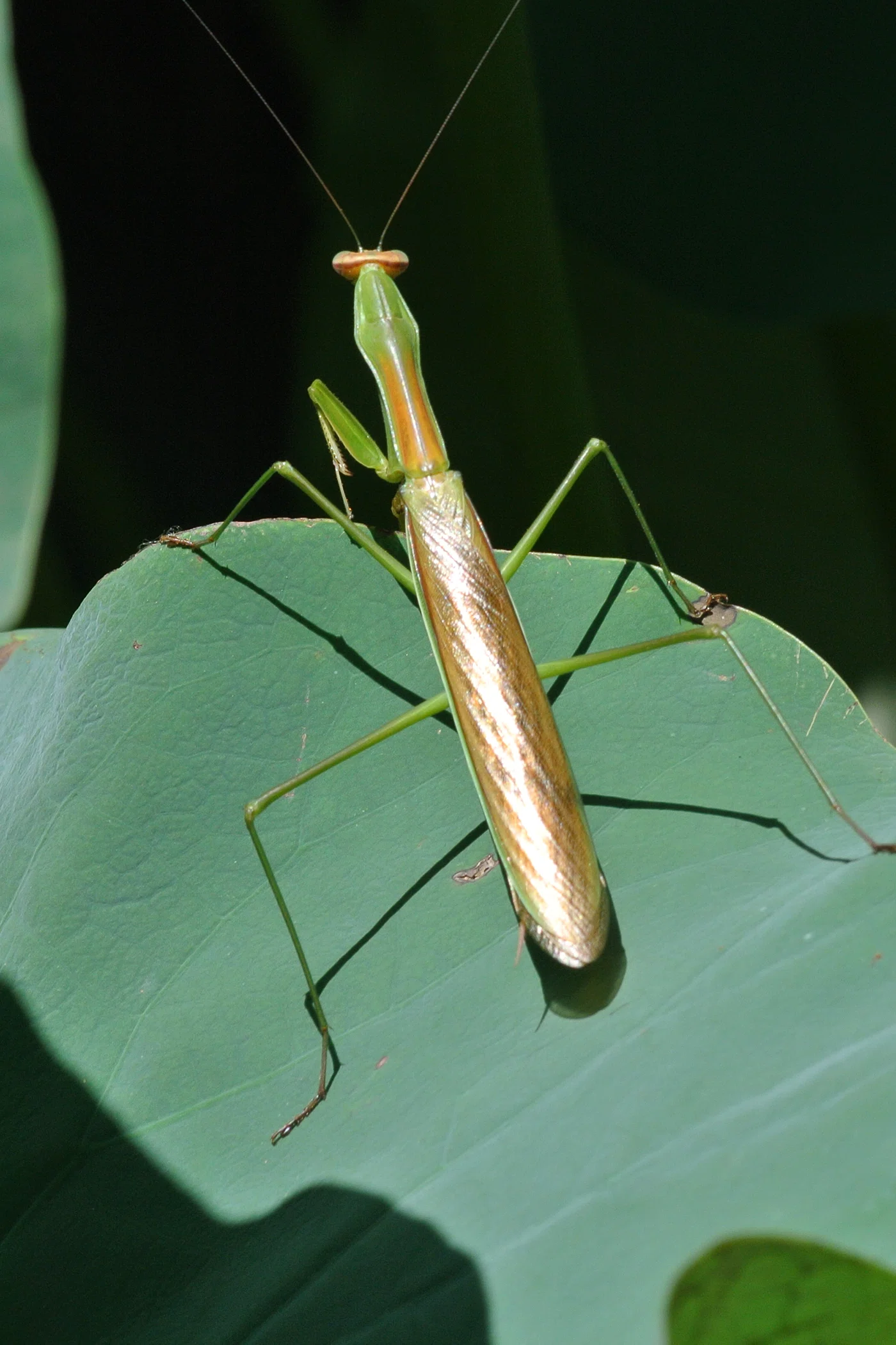 カマキリ｜INSETTO