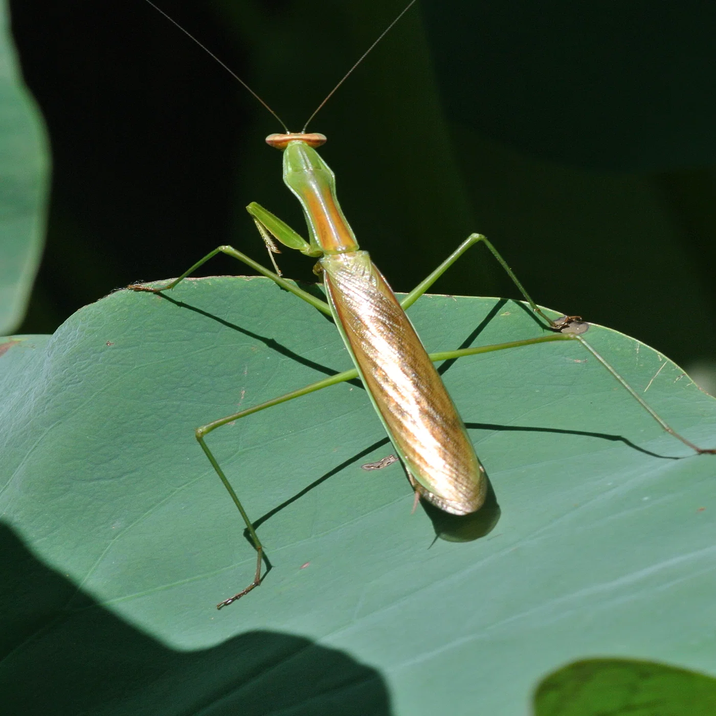 カマキリ｜INSETTO