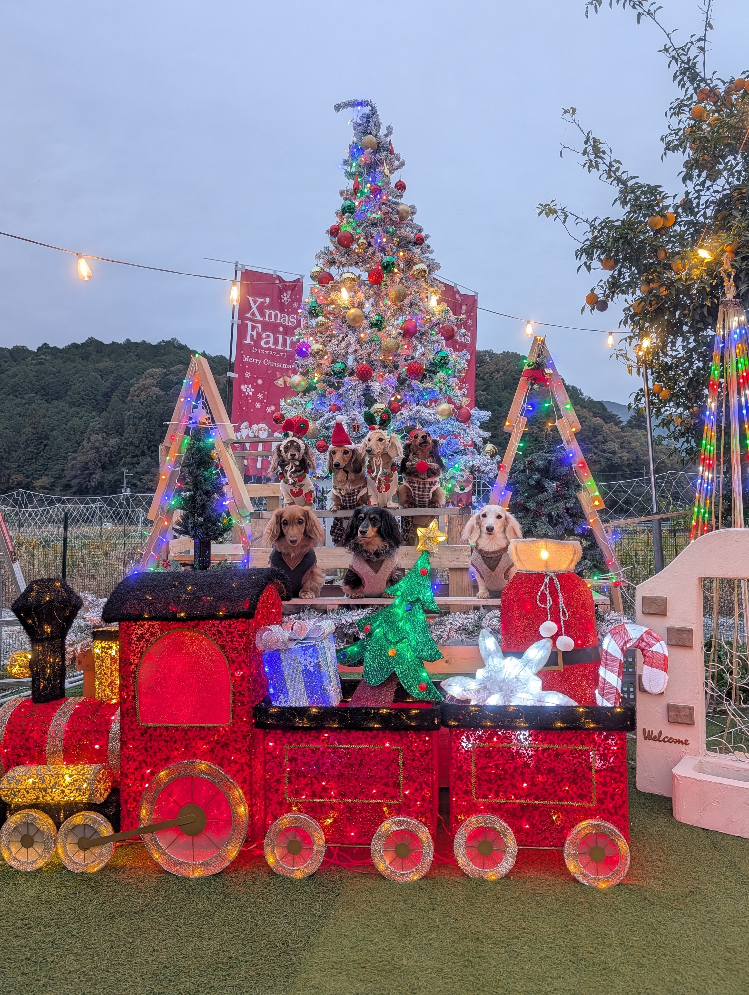関西最大級のわんちゃんフォトブースカフェの能勢のとりこの大人気