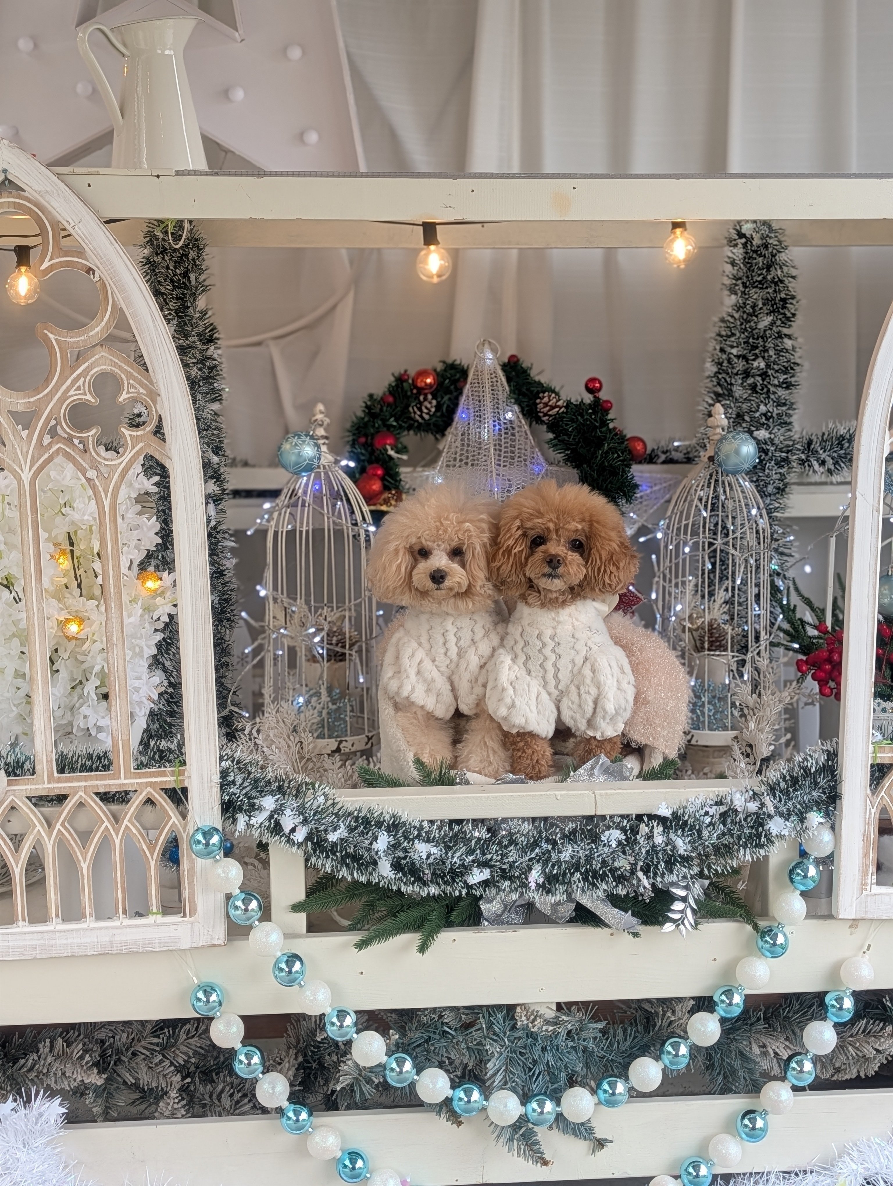 関西最大級のわんちゃんフォトブースカフェの能勢のとりこの大人気