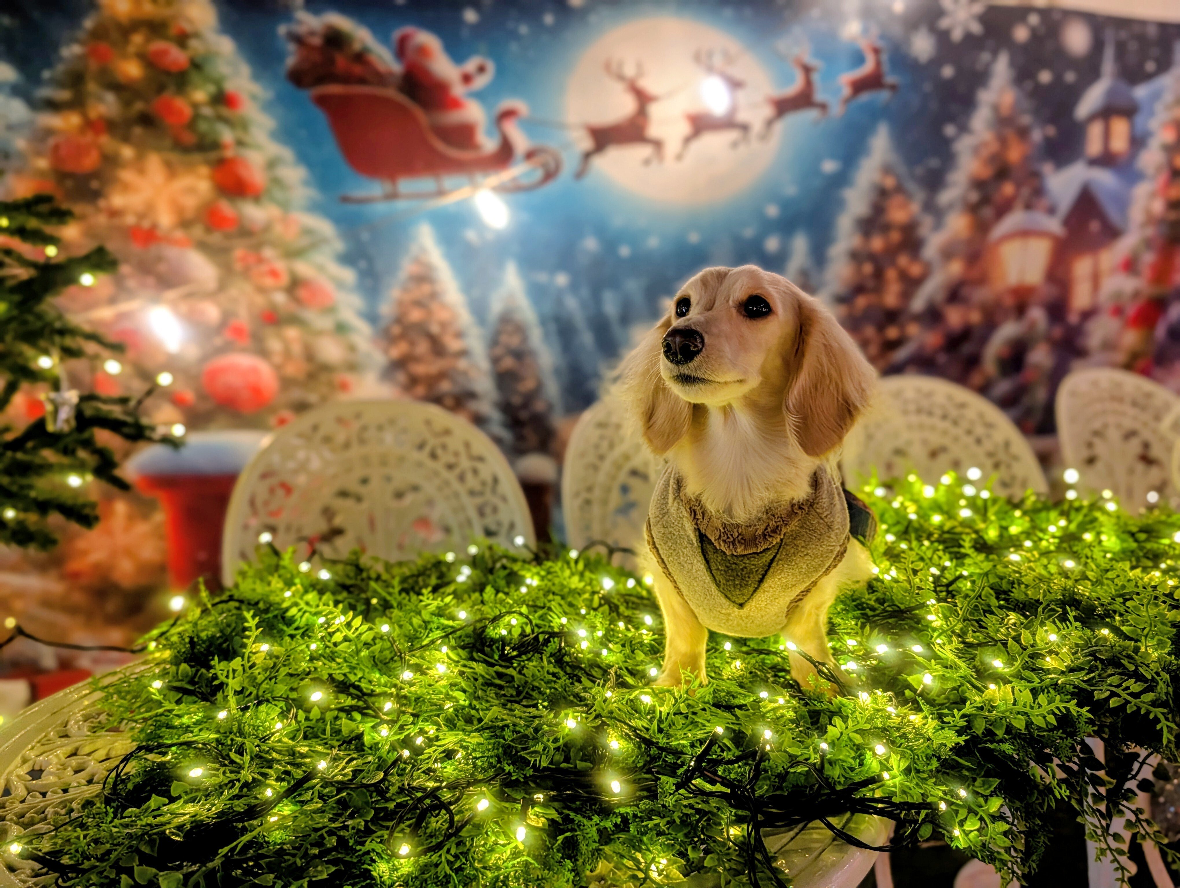 関西最大級のわんちゃんフォトブースカフェの能勢のとりこの大人気