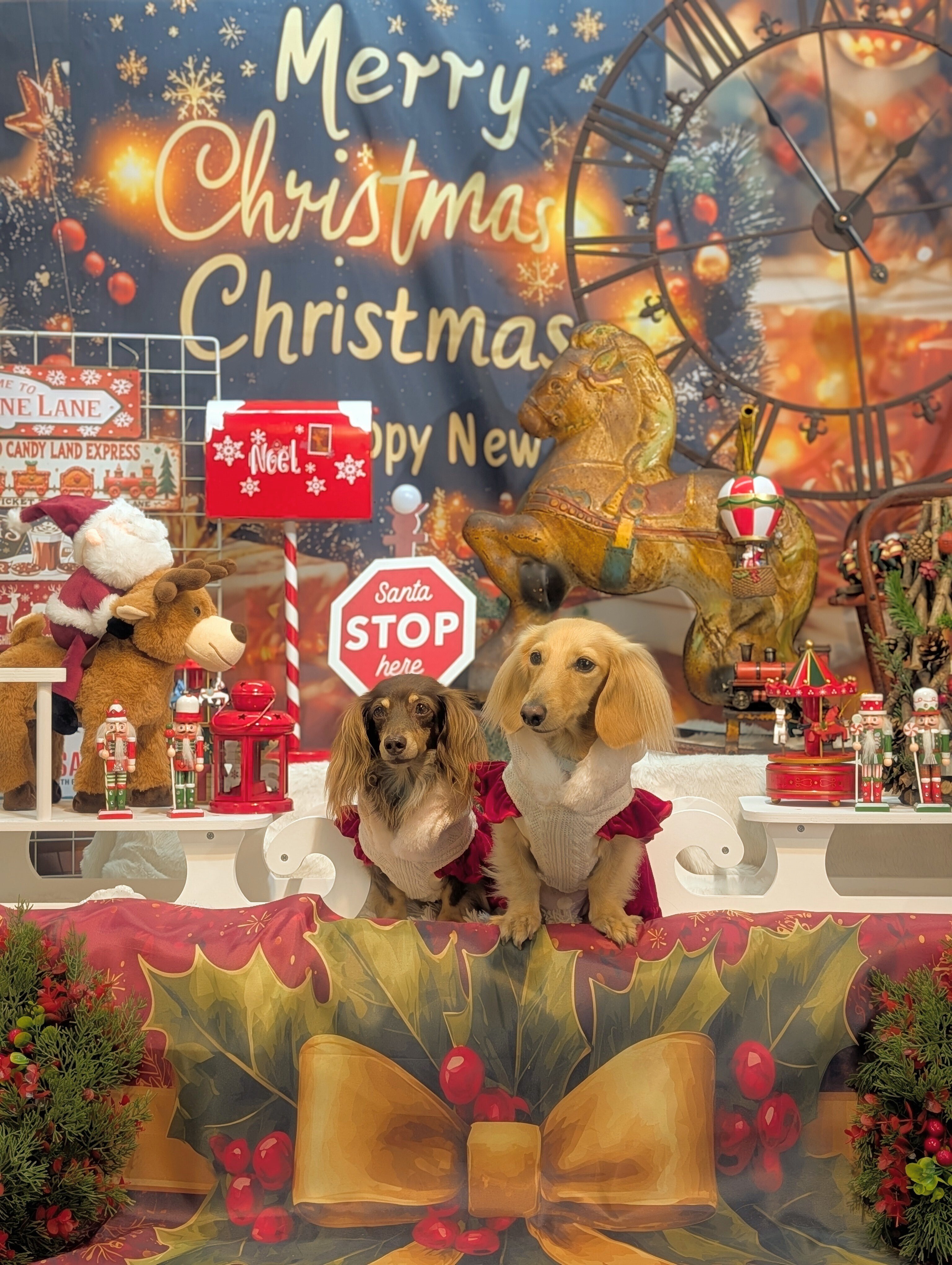 関西最大級のわんちゃんフォトブースカフェの能勢のとりこの大人気