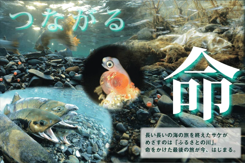 クリス鱒2025テーマはサケ『ふるさとの川をめざす サケの旅』トーク