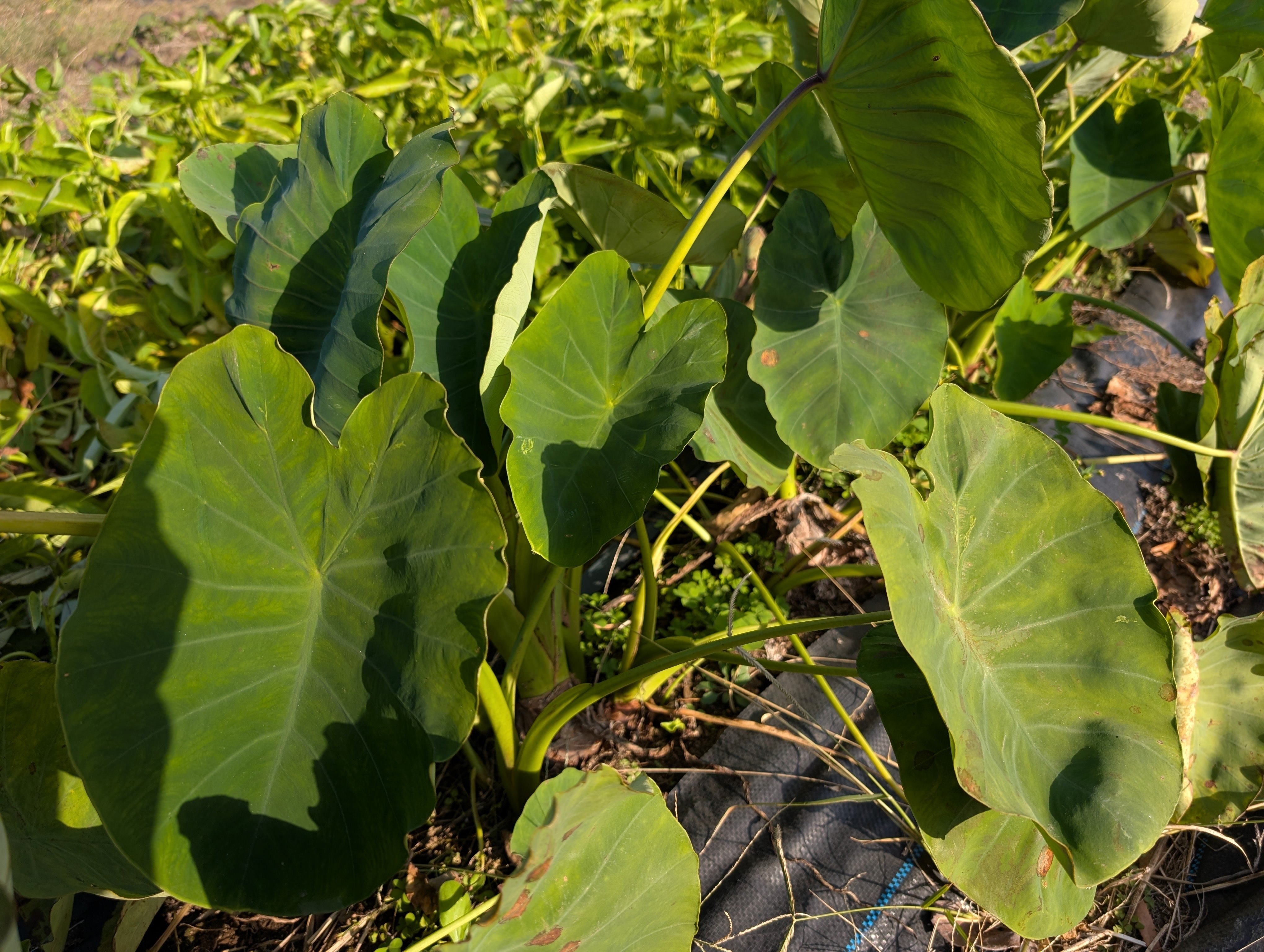 AI ChatGPTに、里芋の収穫適期か写真を送って聞いてみた｜テレワークで