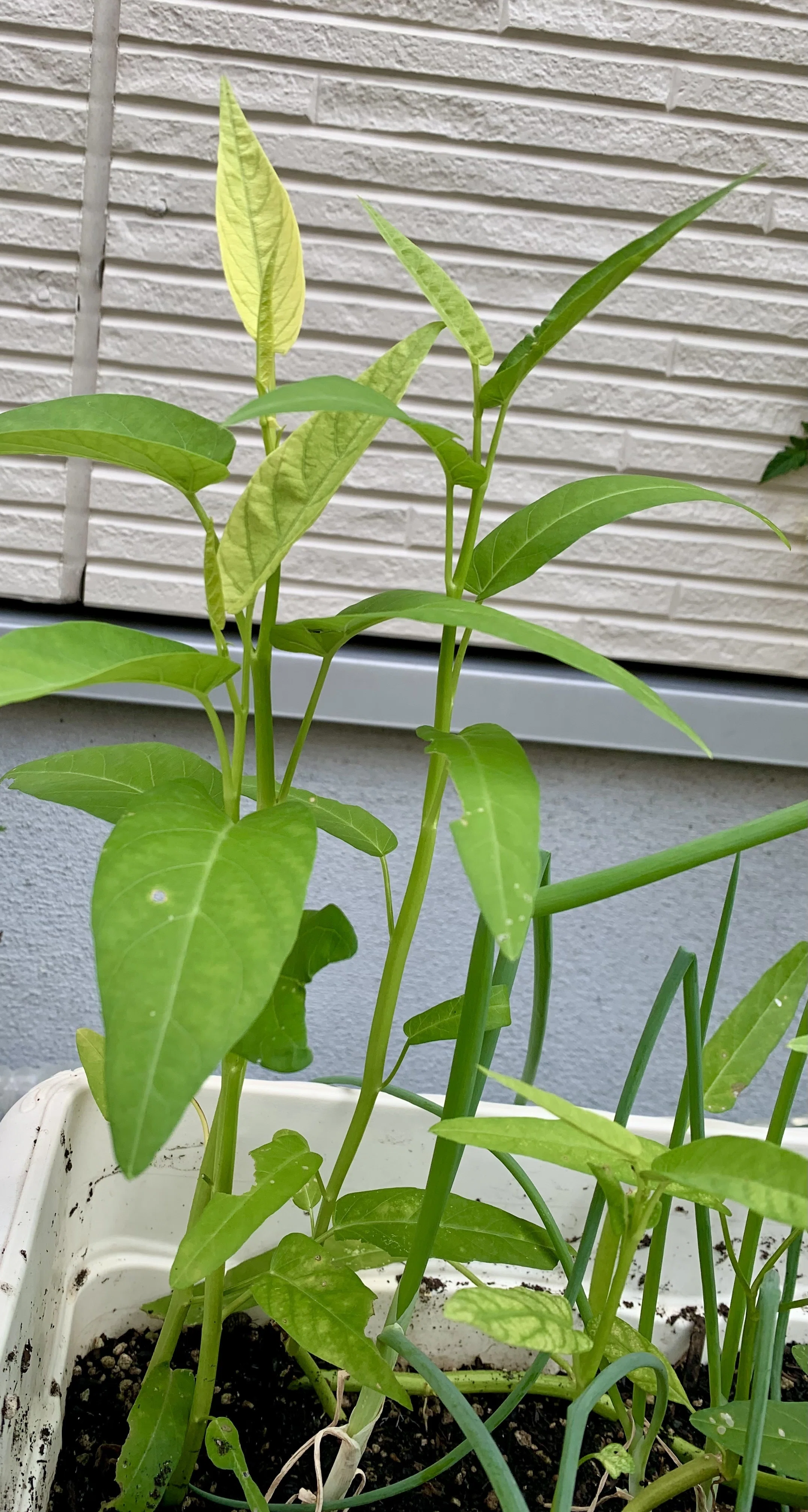 空芯菜のプランター栽培、種ゼロでできます｜根元を水に挿すだけ