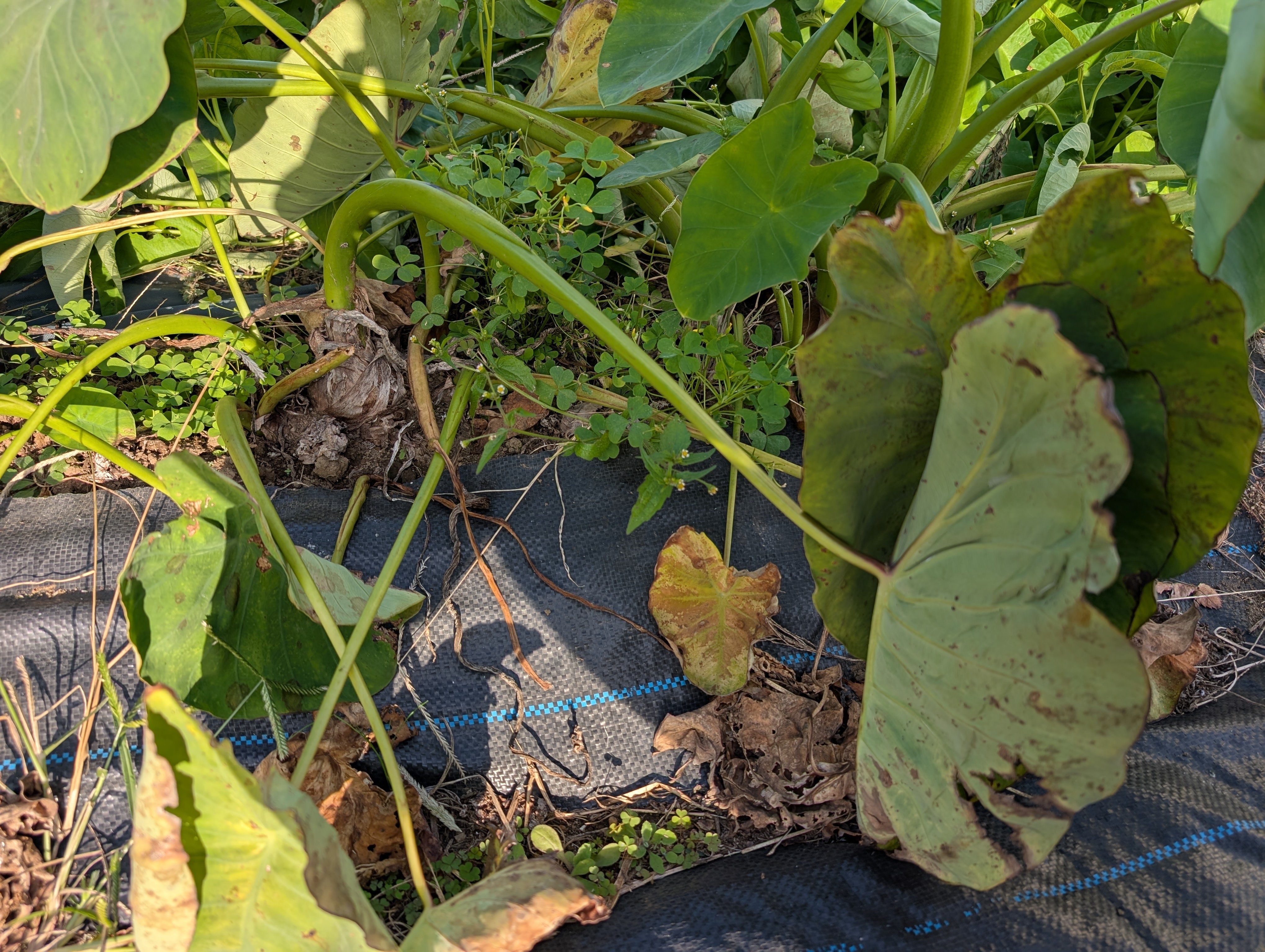 AI ChatGPTに、里芋の収穫適期か写真を送って聞いてみた｜テレワークで