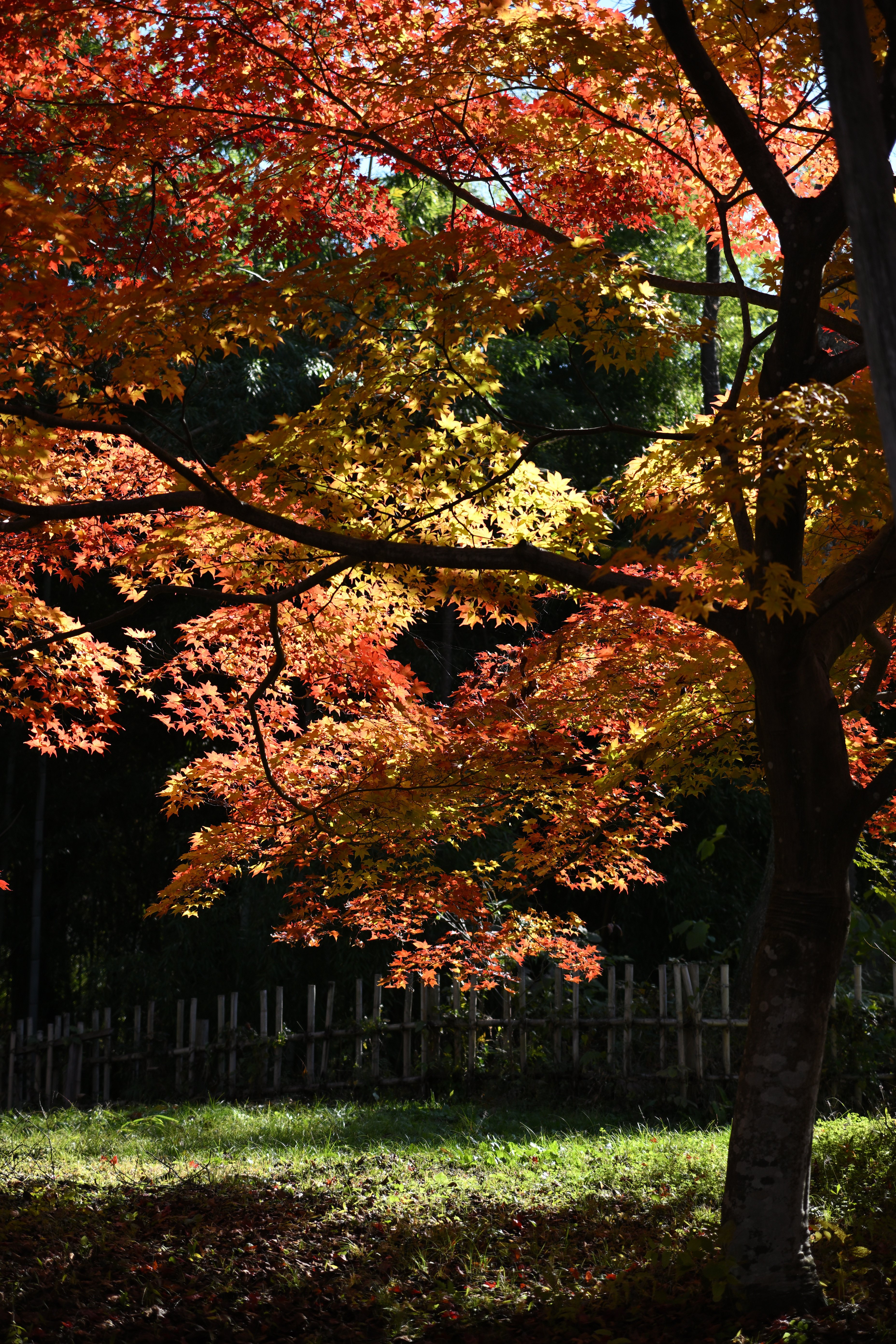 高遠城址公園の紅葉と新しいレンズ｜Udon100%