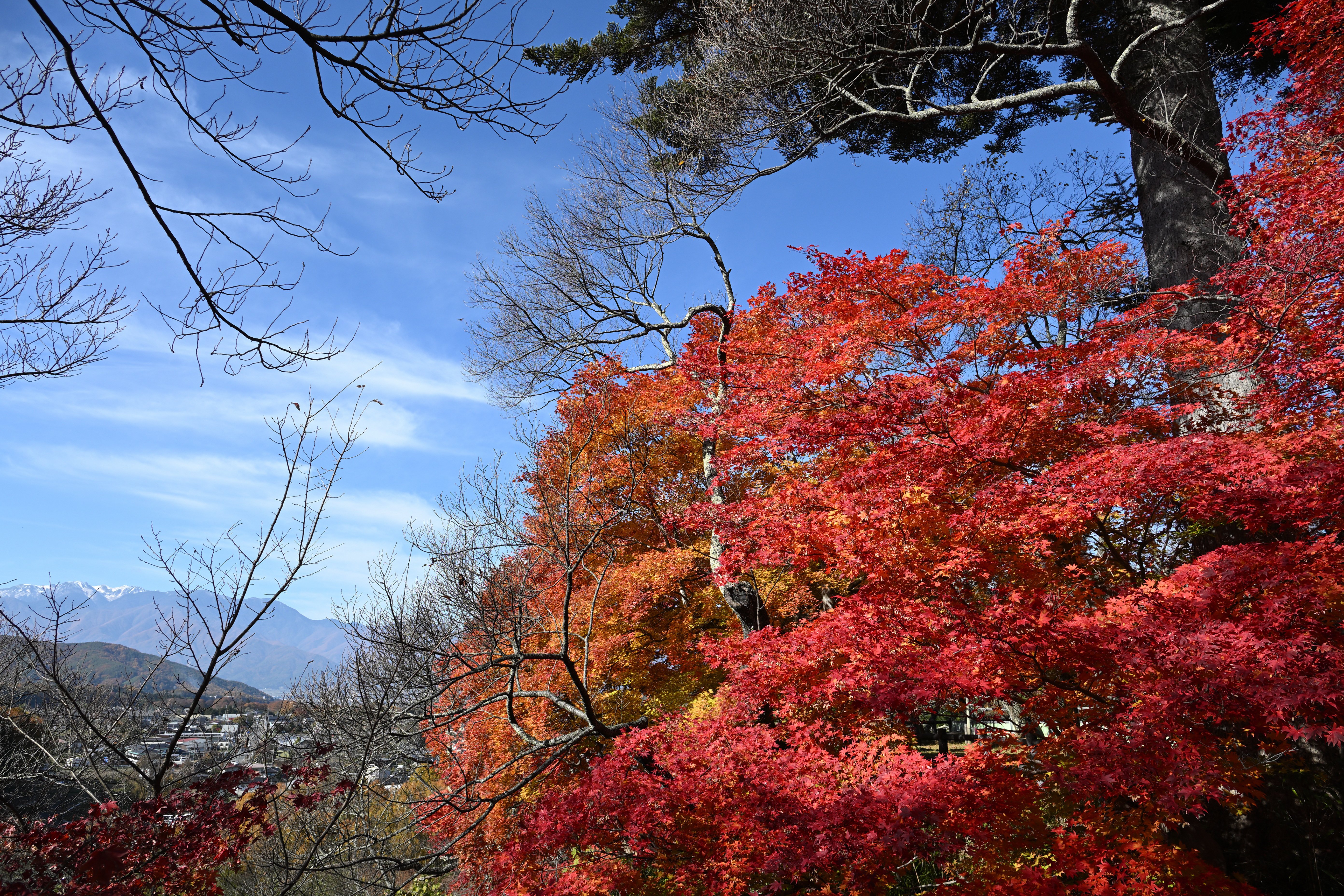 高遠城址公園の紅葉と新しいレンズ｜Udon100%