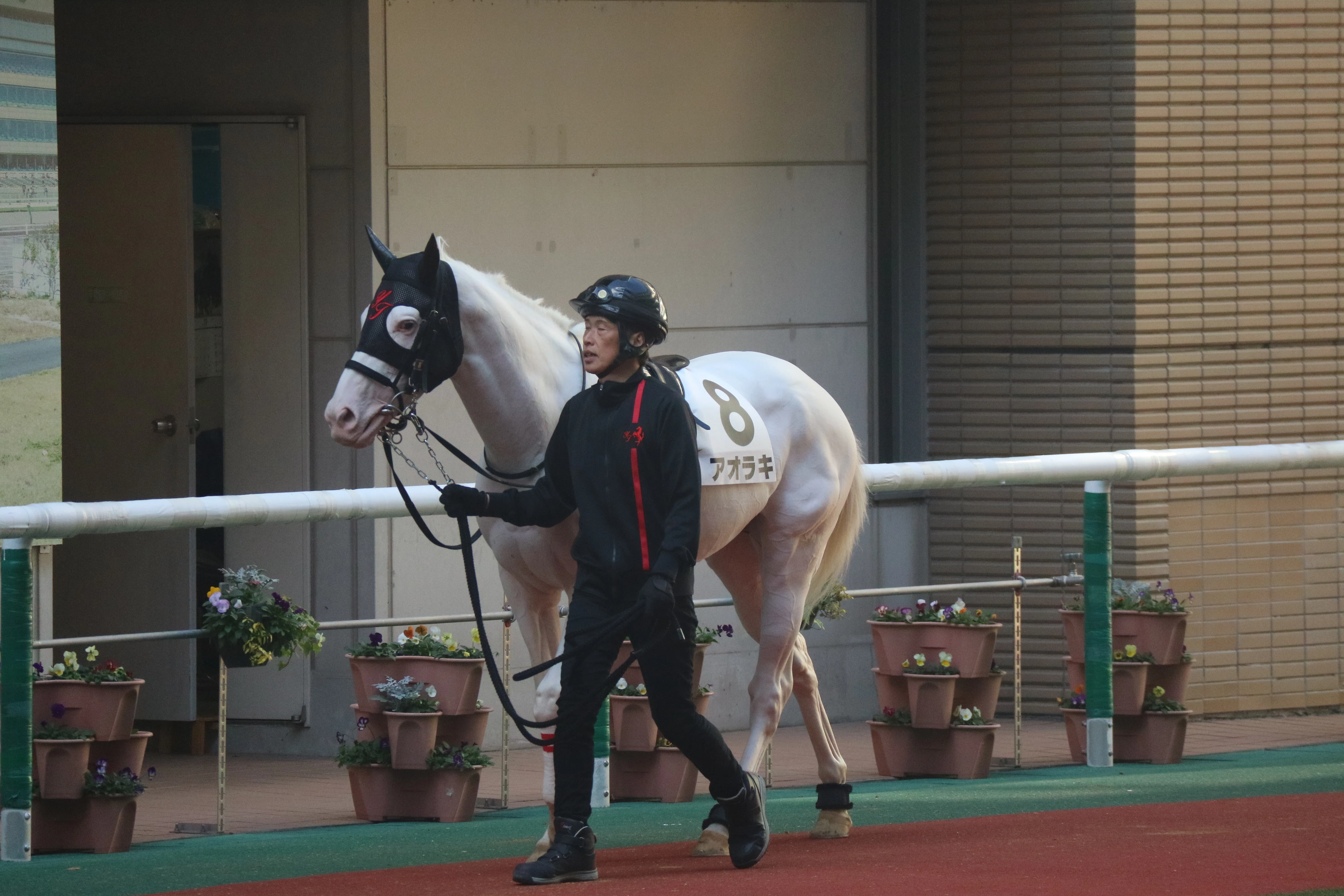 アオラキ｜さめはん