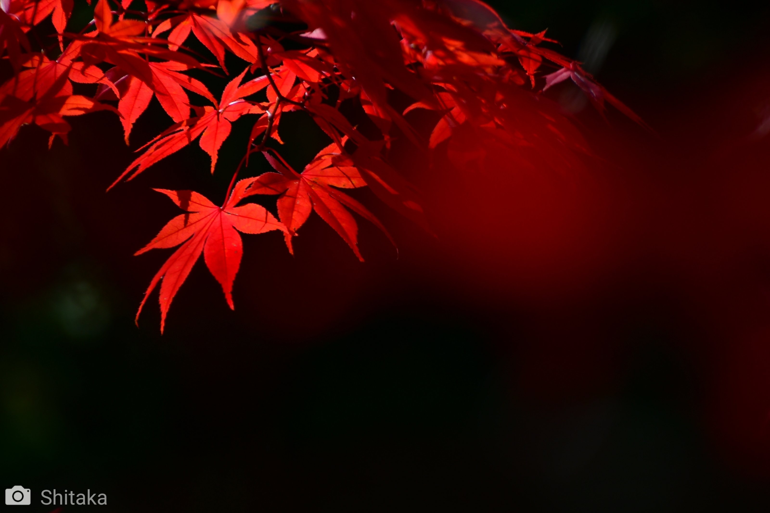 庄川水記念公園の紅葉（ Nikon D500）｜志鷹英男（ShitakaHideo）