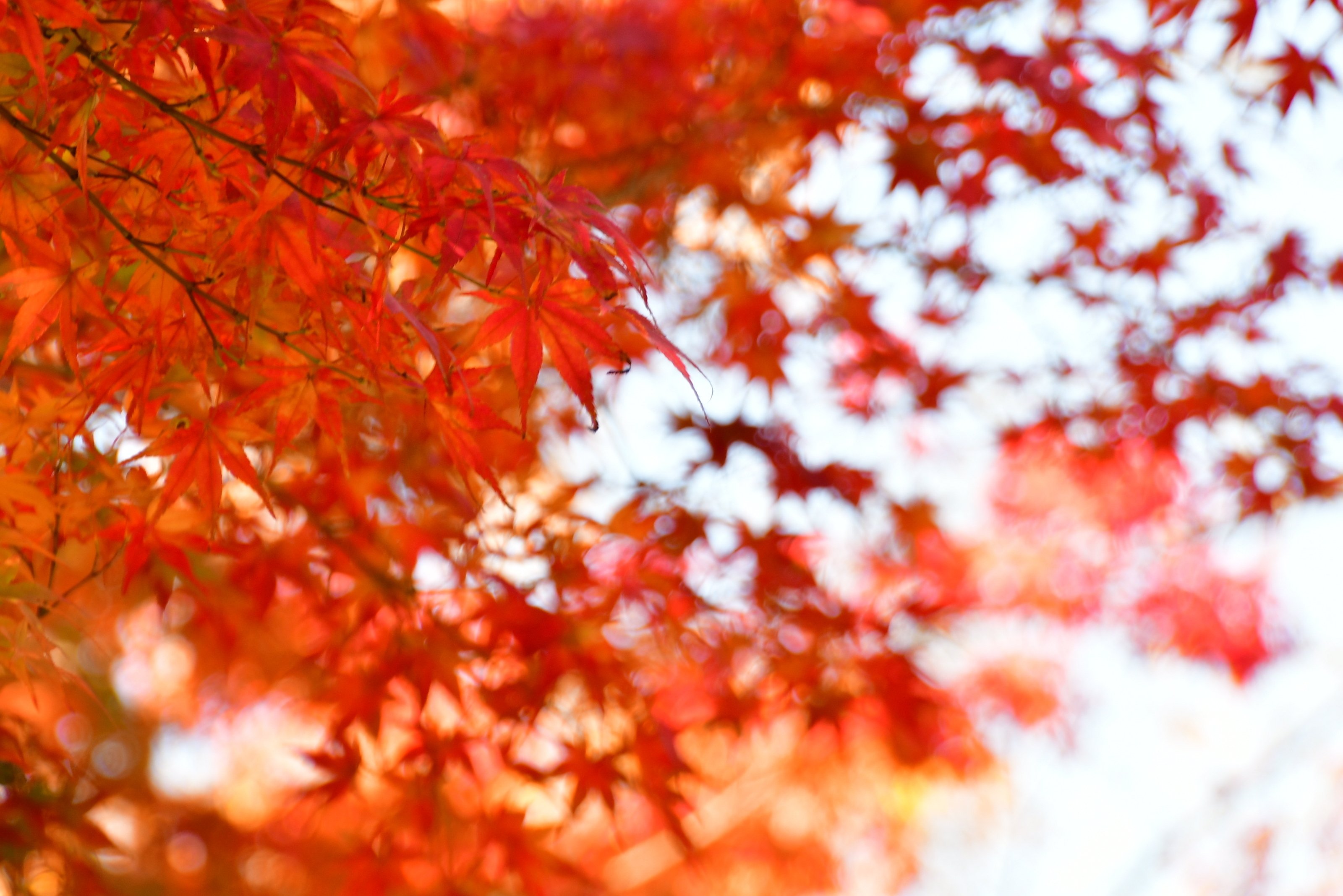 庄川水記念公園の紅葉（ Nikon D500）｜志鷹英男（ShitakaHideo）