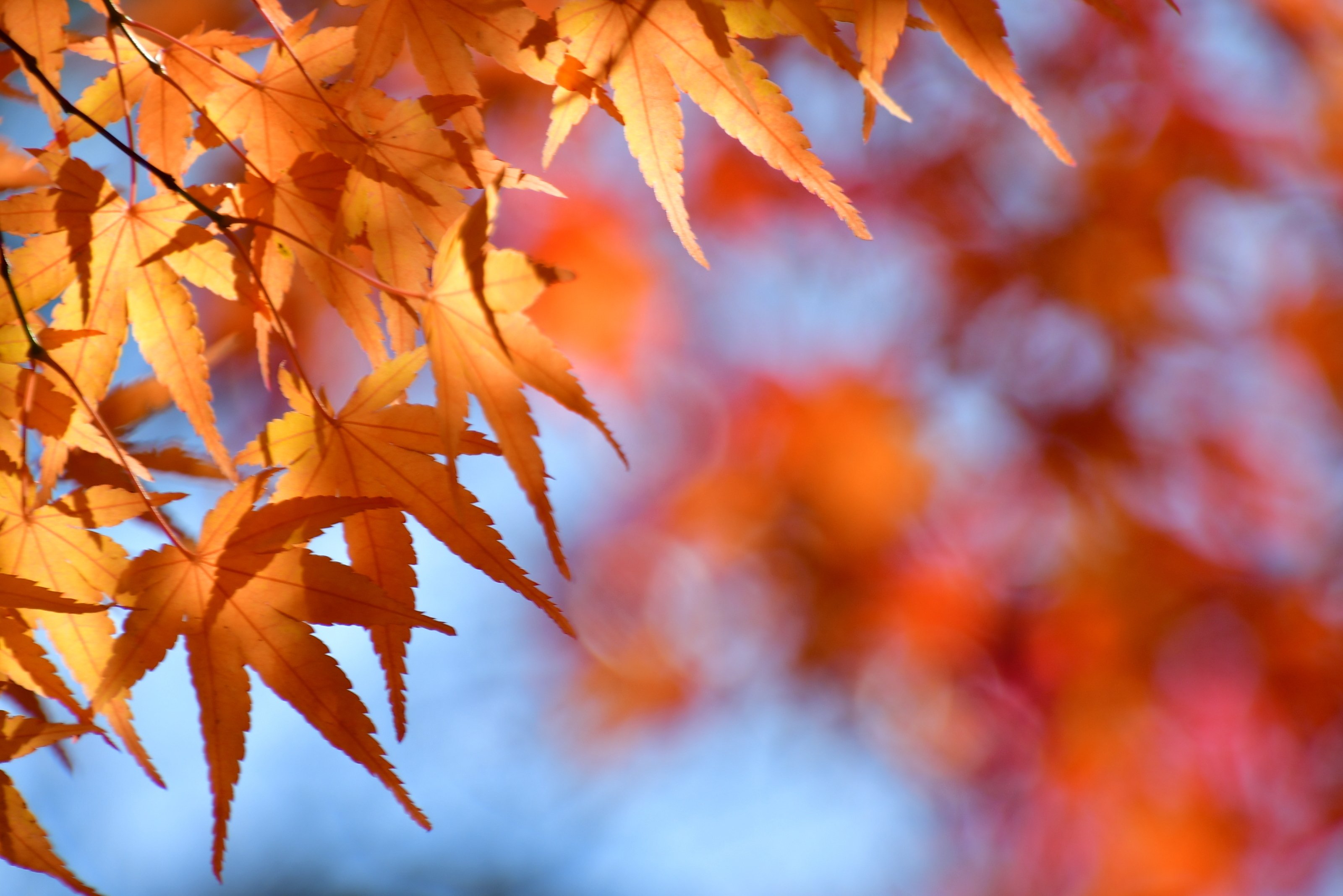 庄川水記念公園の紅葉（ Nikon D500）｜志鷹英男（ShitakaHideo）