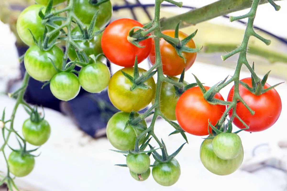 🍅 [For Professional Farmers] November Greenhouse Tomato Cultivation ...