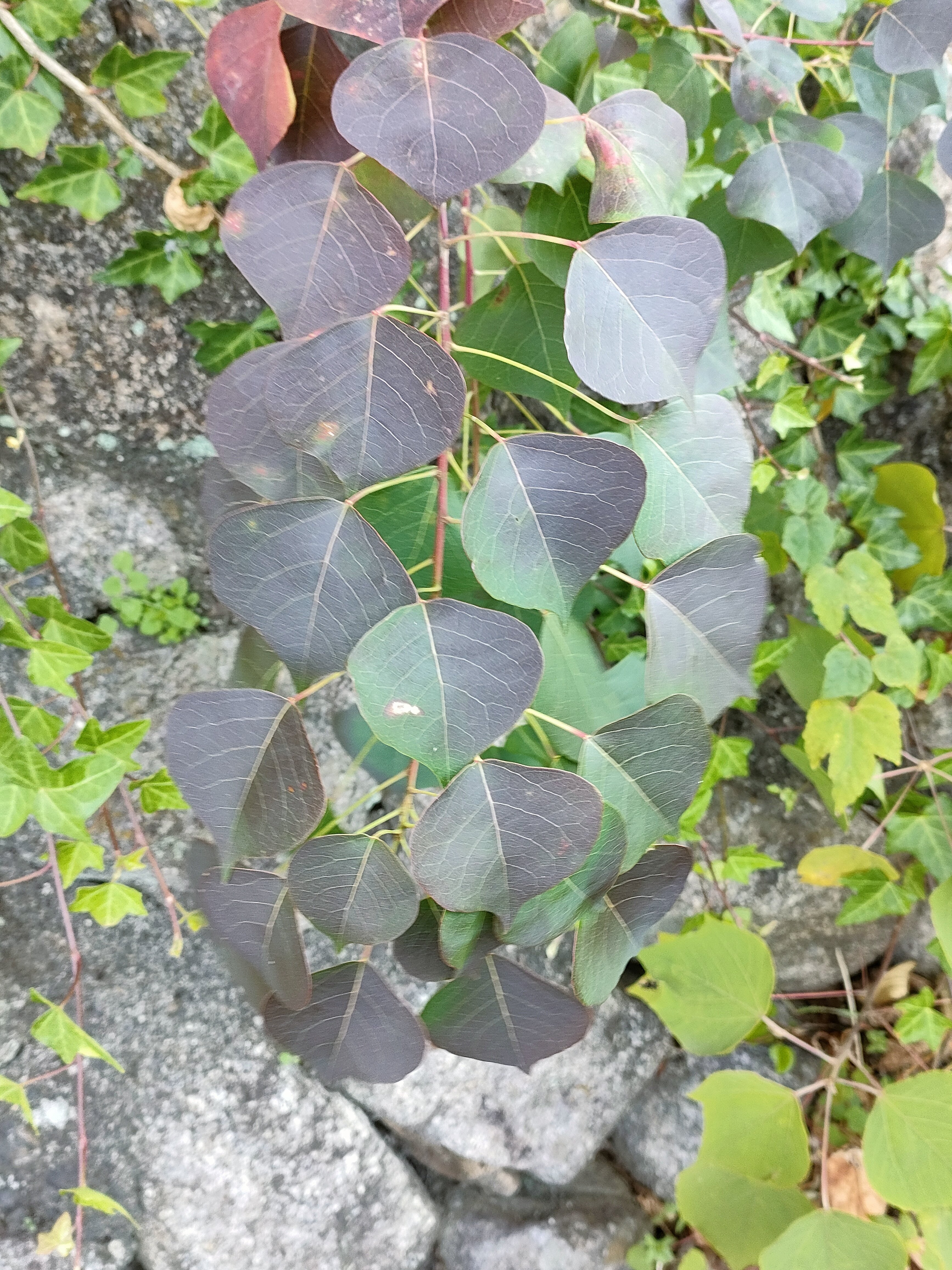 11060.早期予約。ナンキンハゼ。ナンキンハゼの実。予約専用ページ。スワッグ 11060.早期予約。ナンキンハゼ。ナンキンハゼの実。予約専用ページ