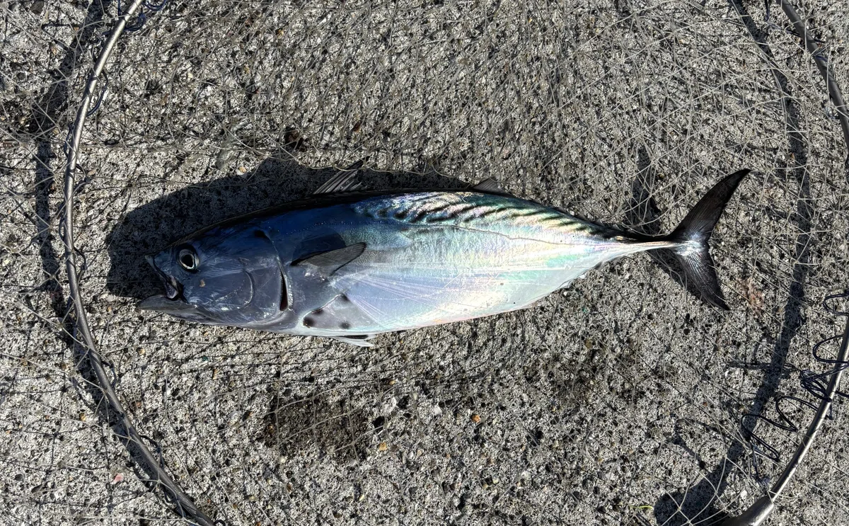 波止からの真鯛釣り|塩塚國秀