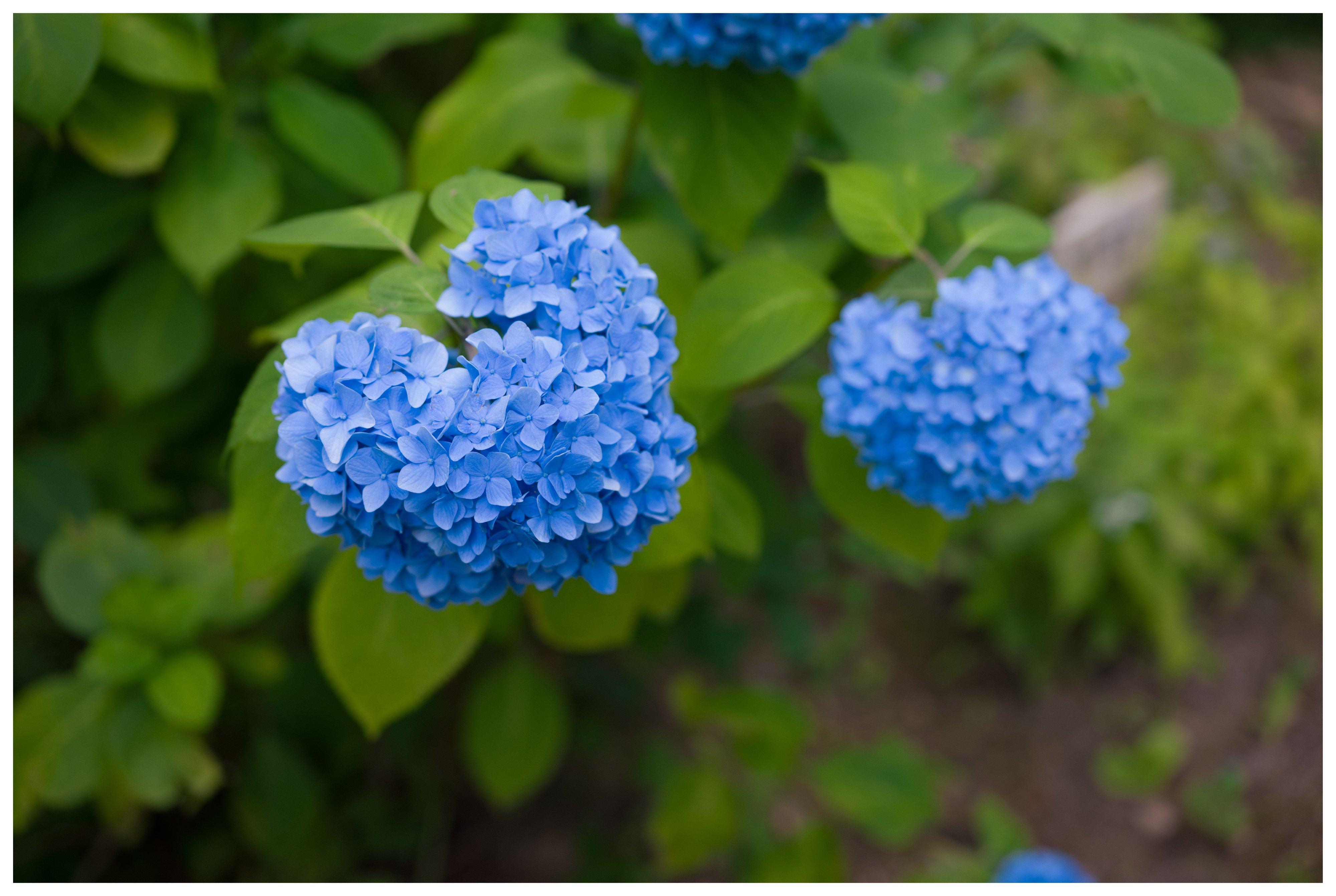 写真_2025.7.12 みちのくあじさい園｜N11