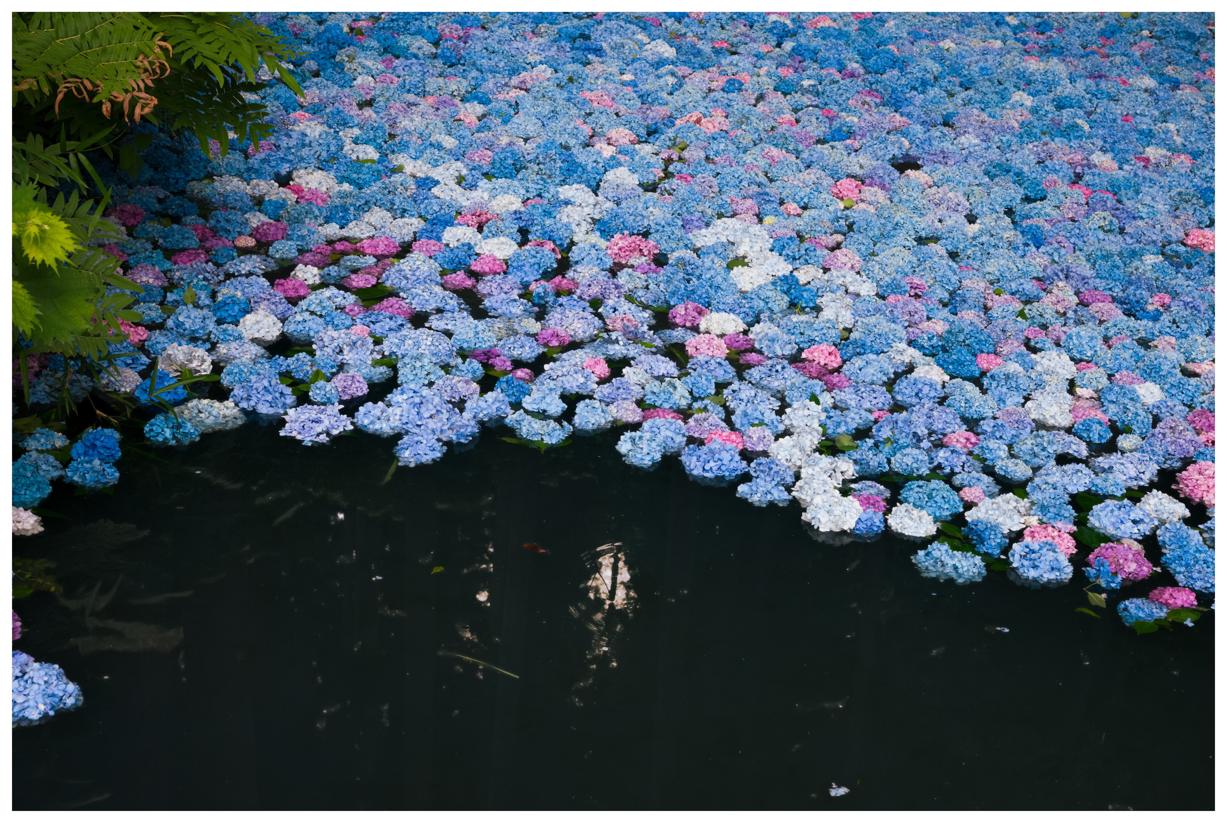 写真_2025.7.12 みちのくあじさい園｜N11