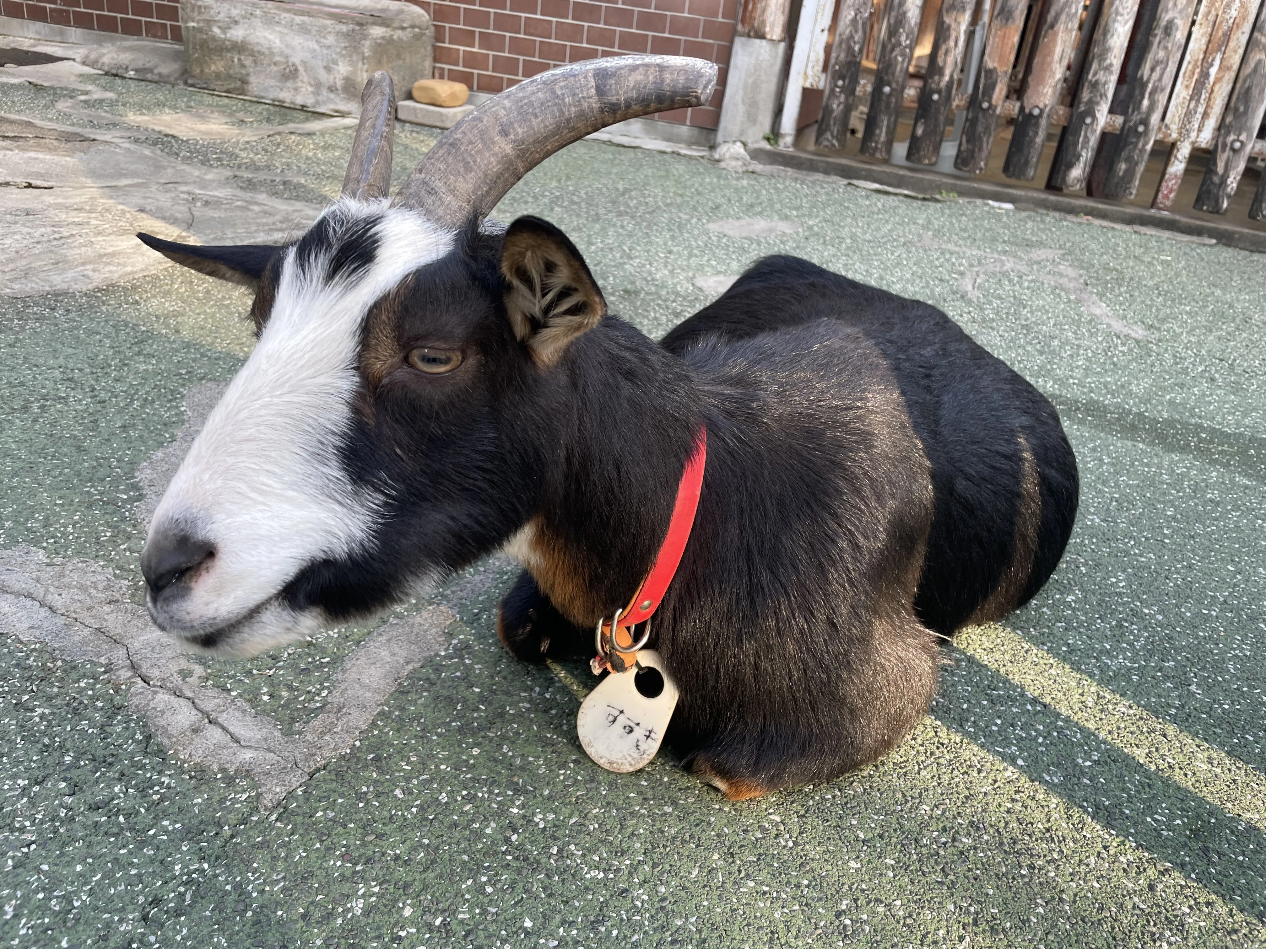 🐐愛しのヤギさん♡｜はっちゃんLIFE