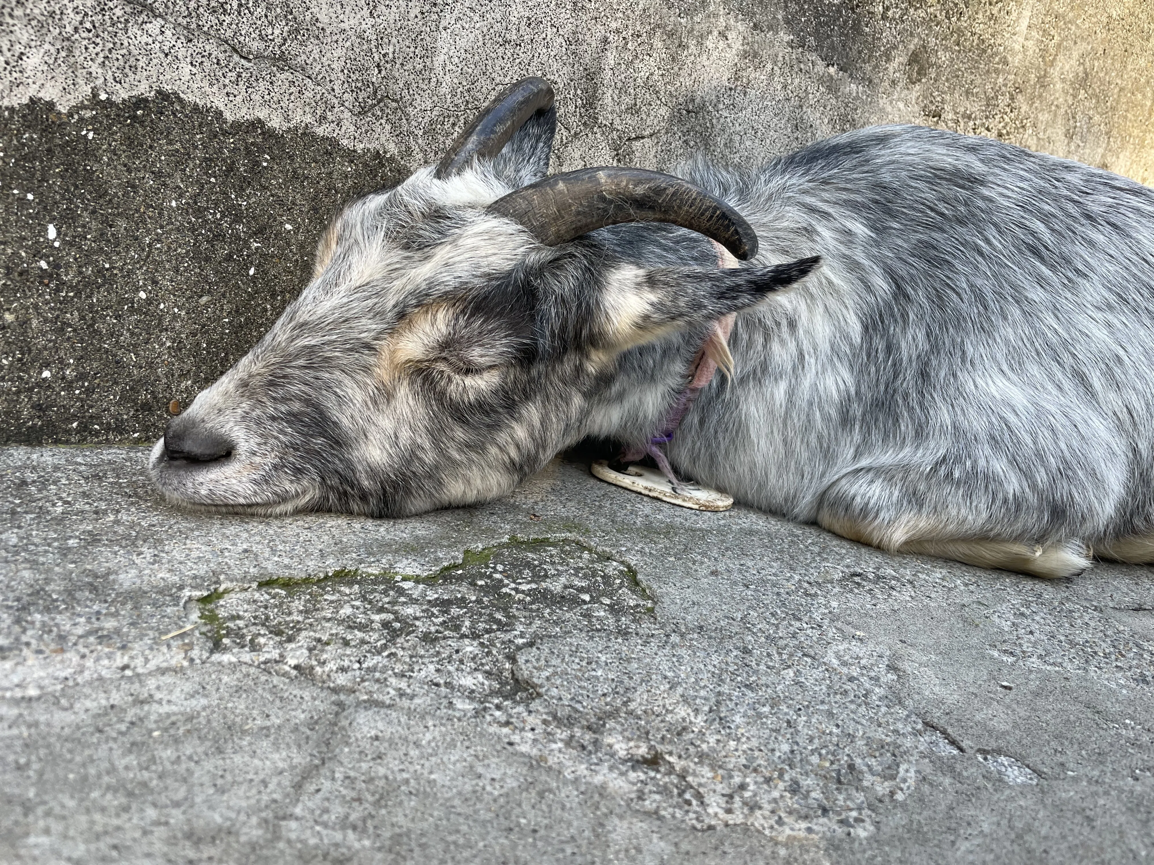 🐐愛しのヤギさん♡｜はっちゃんLIFE