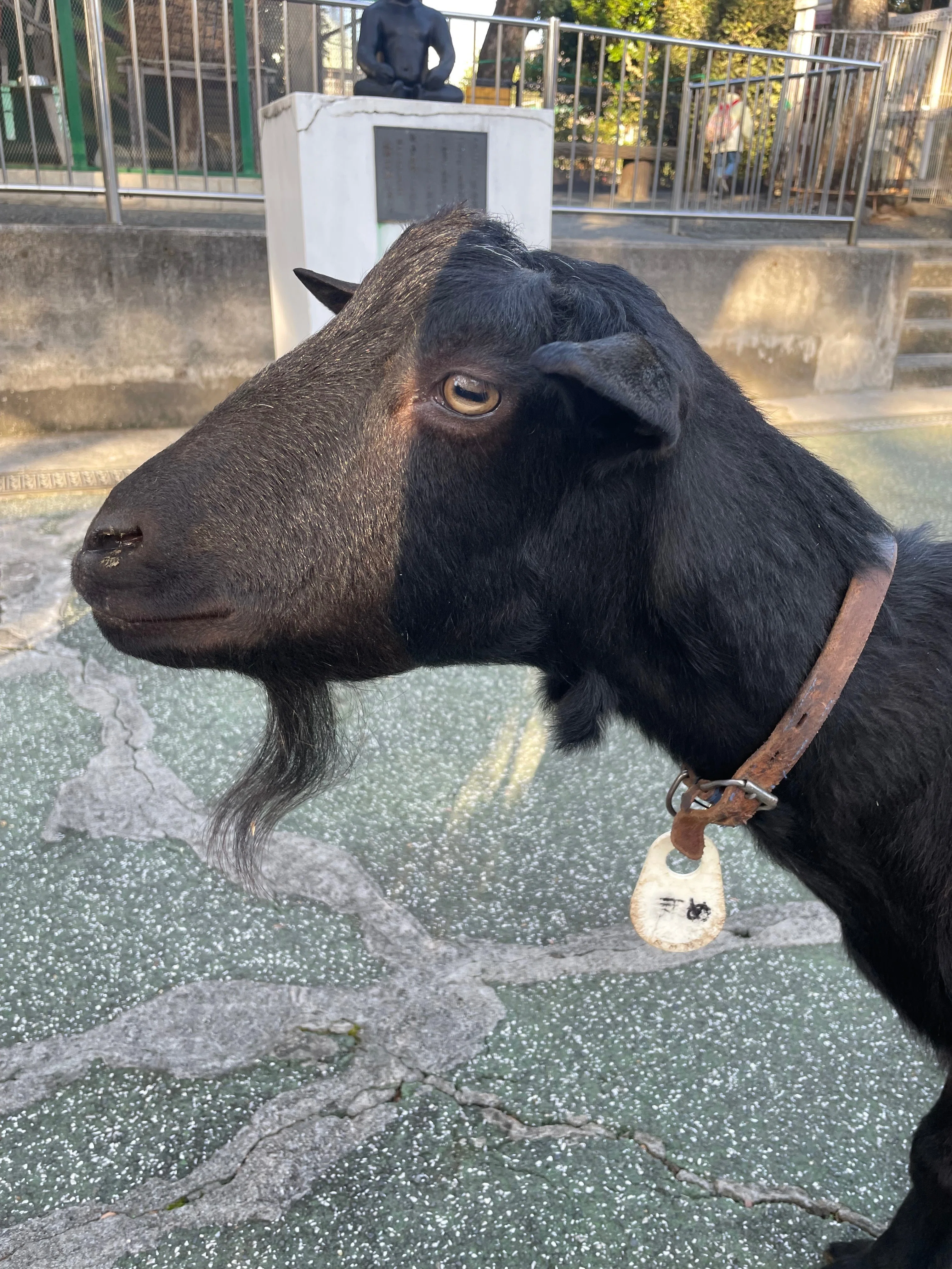 🐐愛しのヤギさん♡｜はっちゃんLIFE