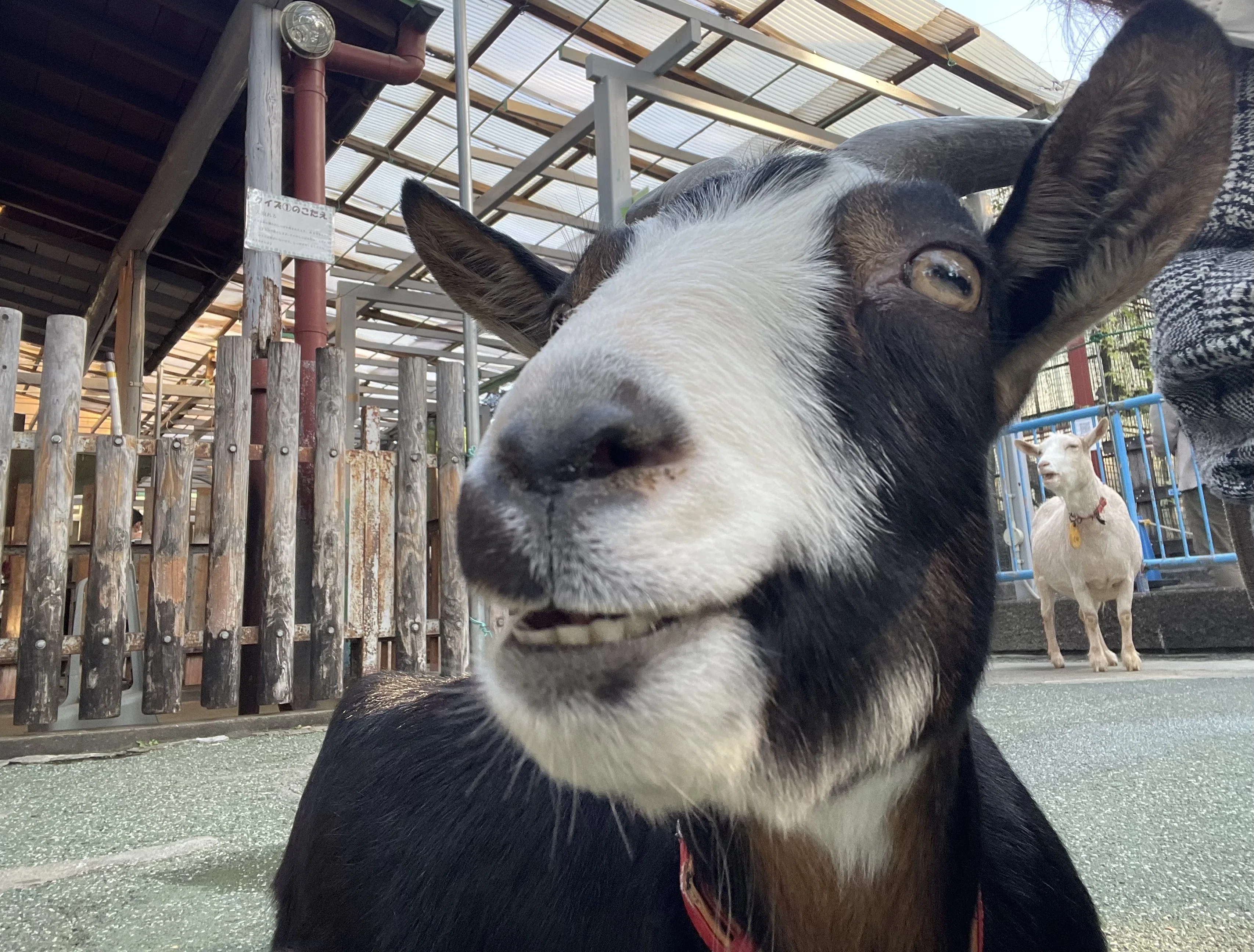🐐愛しのヤギさん♡｜はっちゃんLIFE