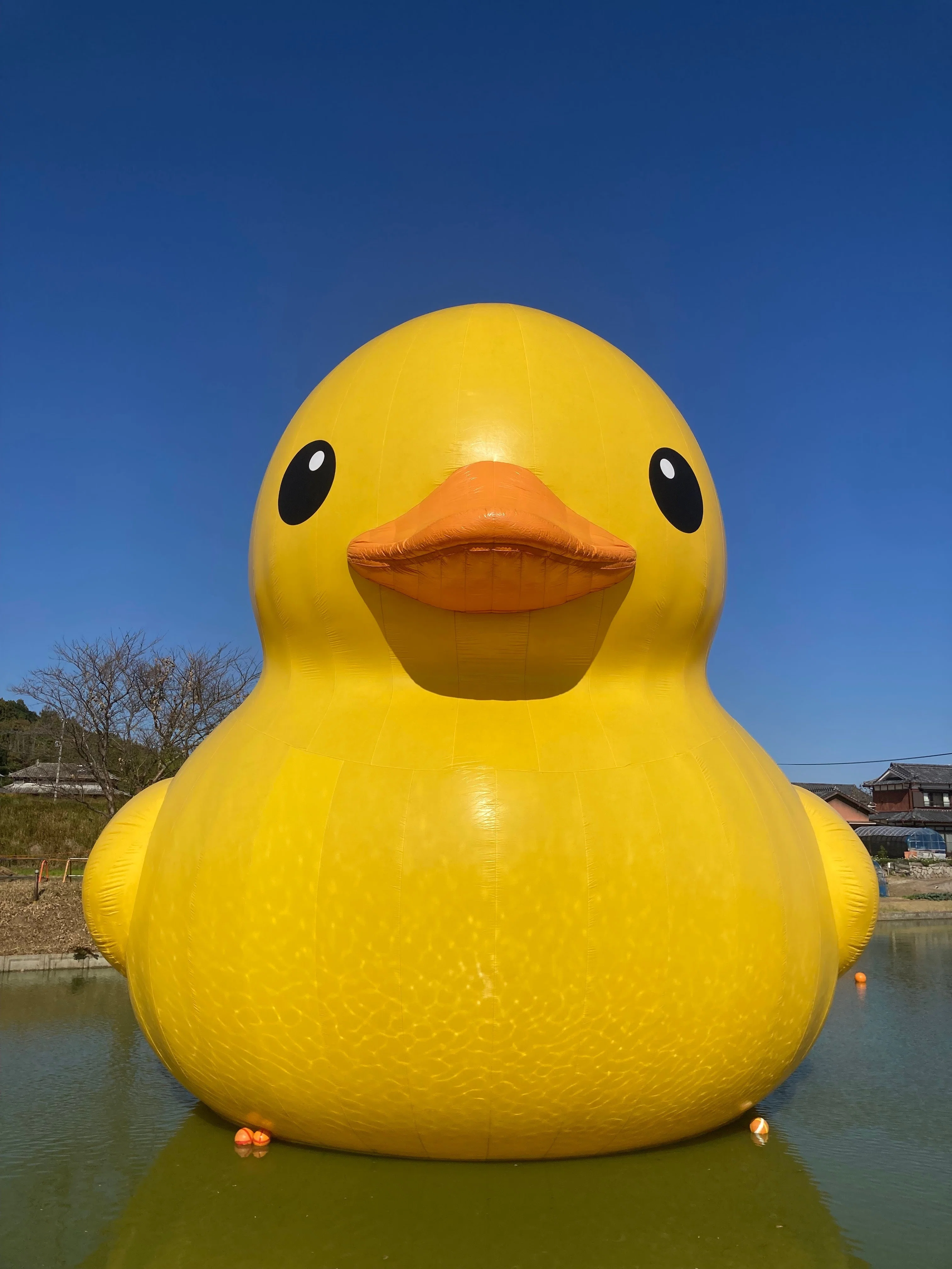 ラバーダック プロジェクト @大分県｜Ruixiang
