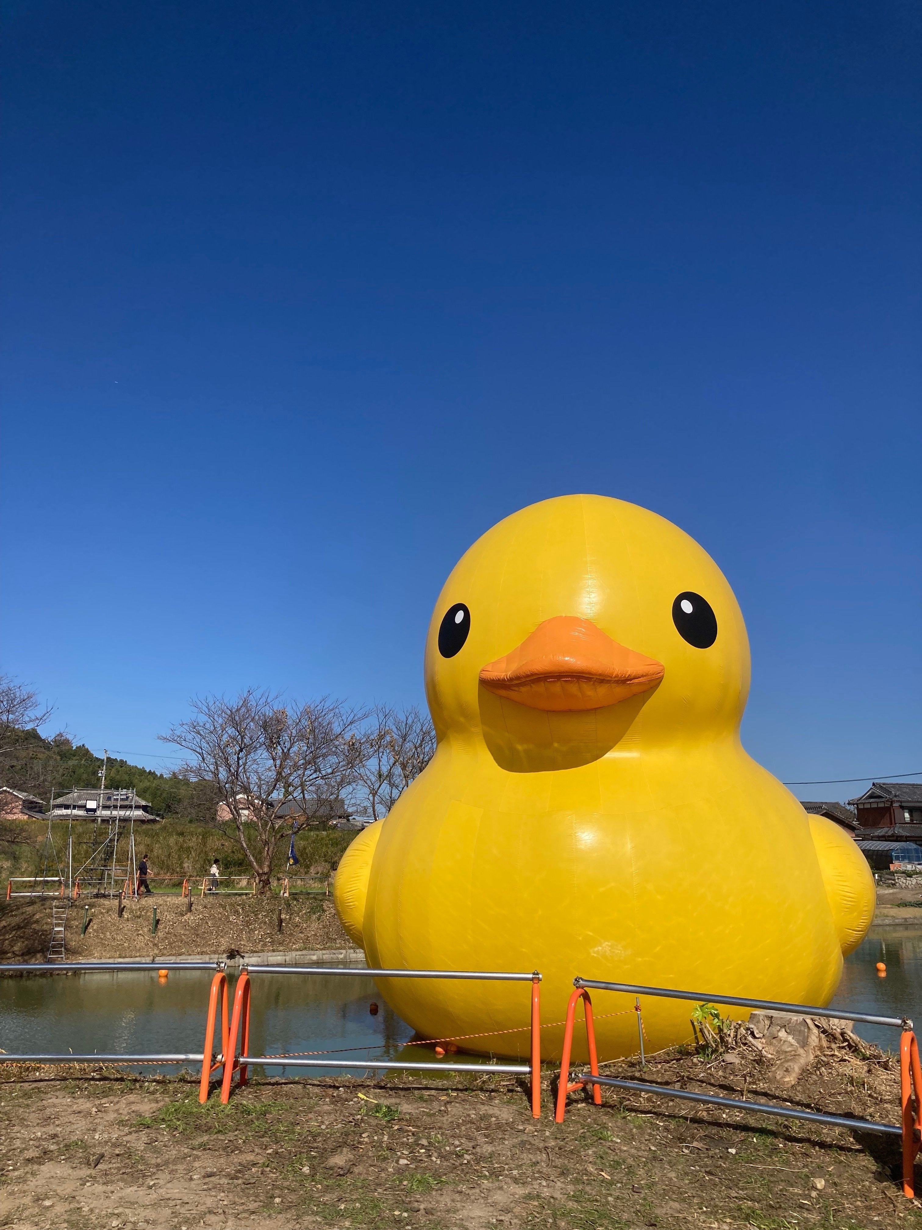 キアゲハ（1オス・インド/ラダック産） ブッダオビクジャクアゲハ】蝶 標本 南インド他 16匹セット ドイツ箱 大型