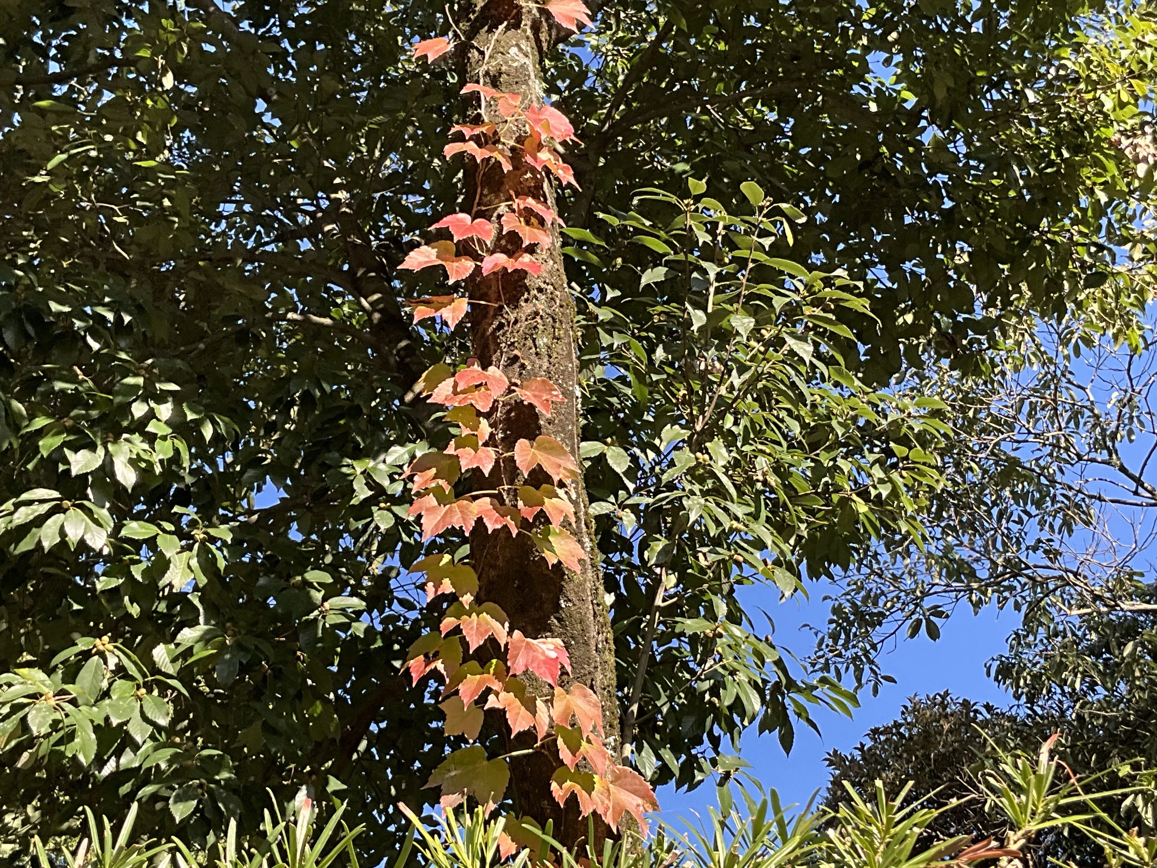 2025年の酷暑とイロハモミジの紅葉異変（京都府立植物園）：2025年11月