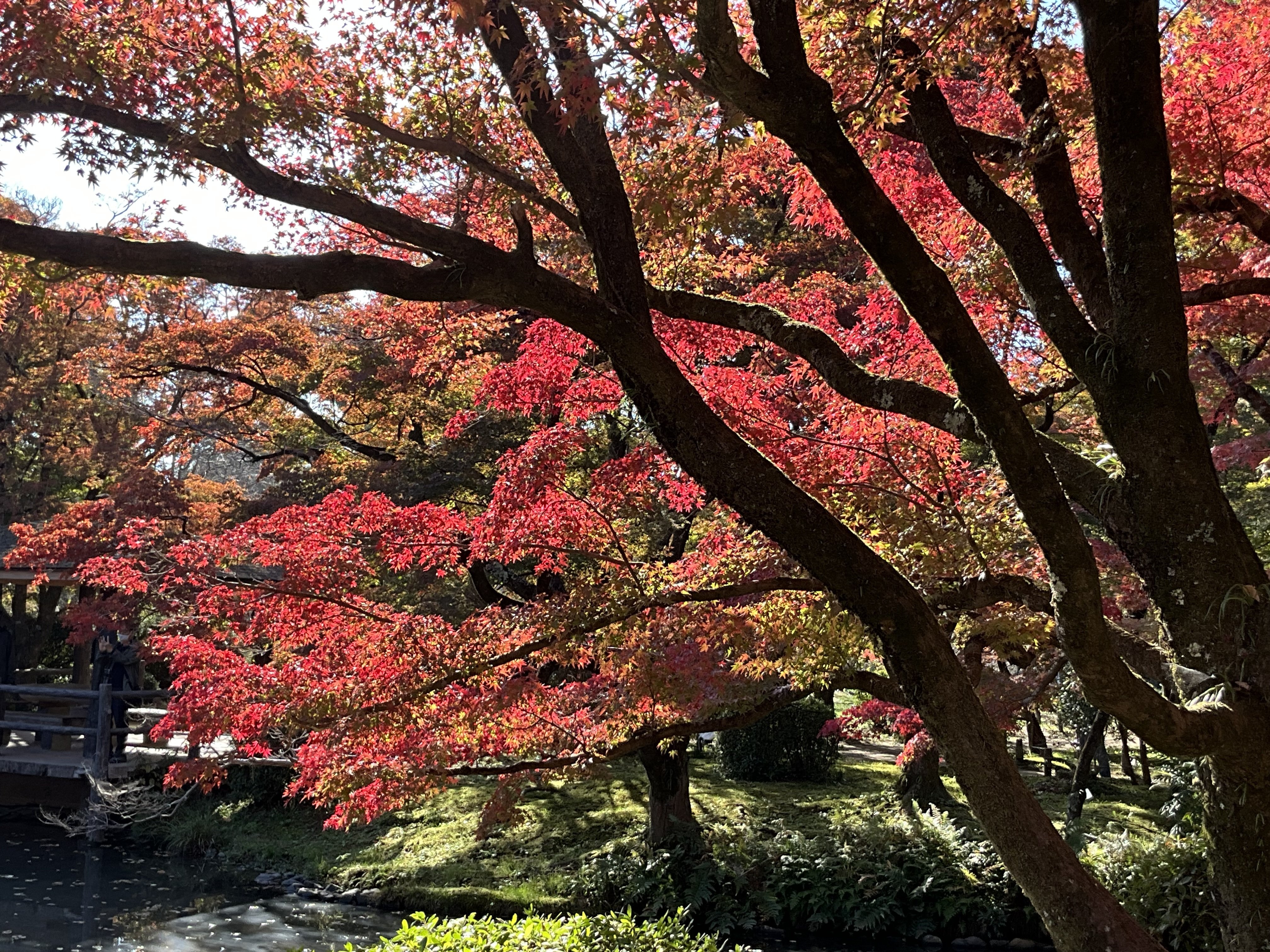 2025年の酷暑とイロハモミジの紅葉異変（京都府立植物園）：2025年11月